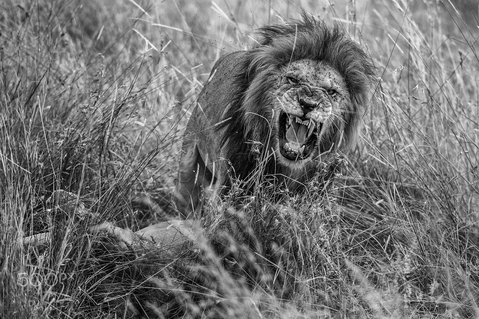 Canon EF 400mm F2.8L IS USM sample photo. The king photography