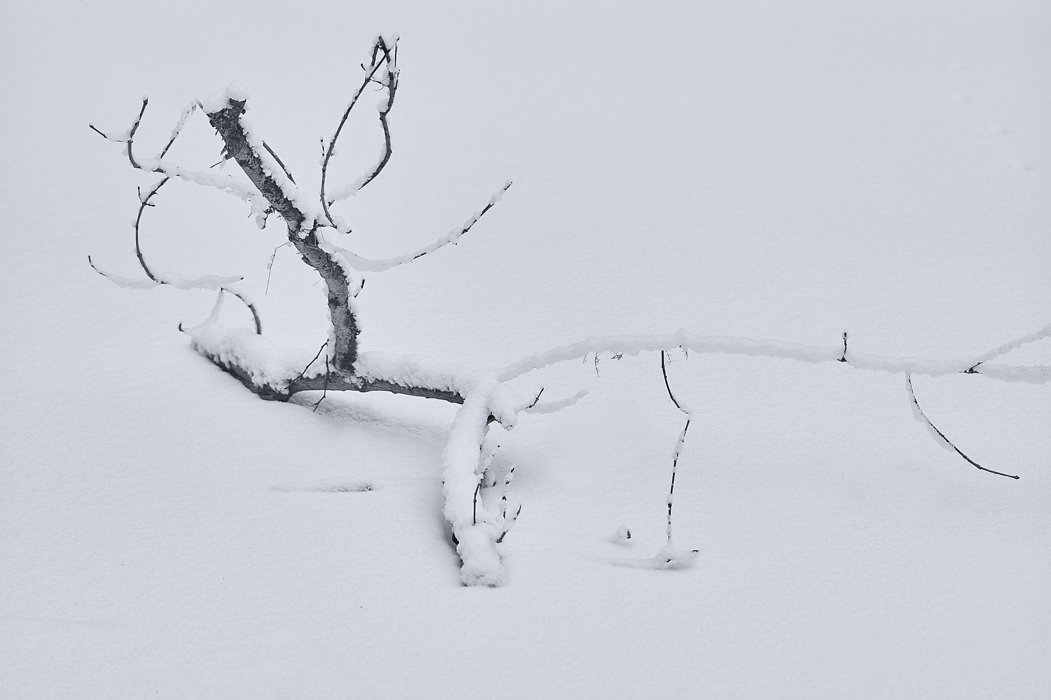 Sony Sonnar T* 135mm F1.8 ZA sample photo. Dsc05976.jpg photography