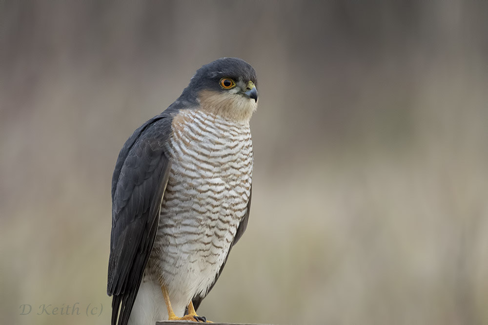 Canon EF 70-200mm F4L USM sample photo. Sparrowhawk photography