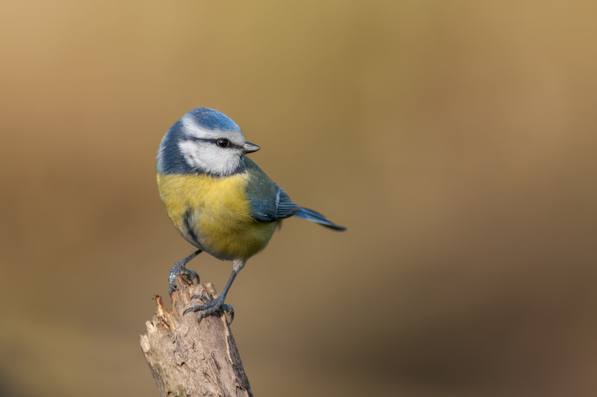 Nikon AF-S Nikkor 300mm F2.8G ED VR II sample photo. Blue tit photography