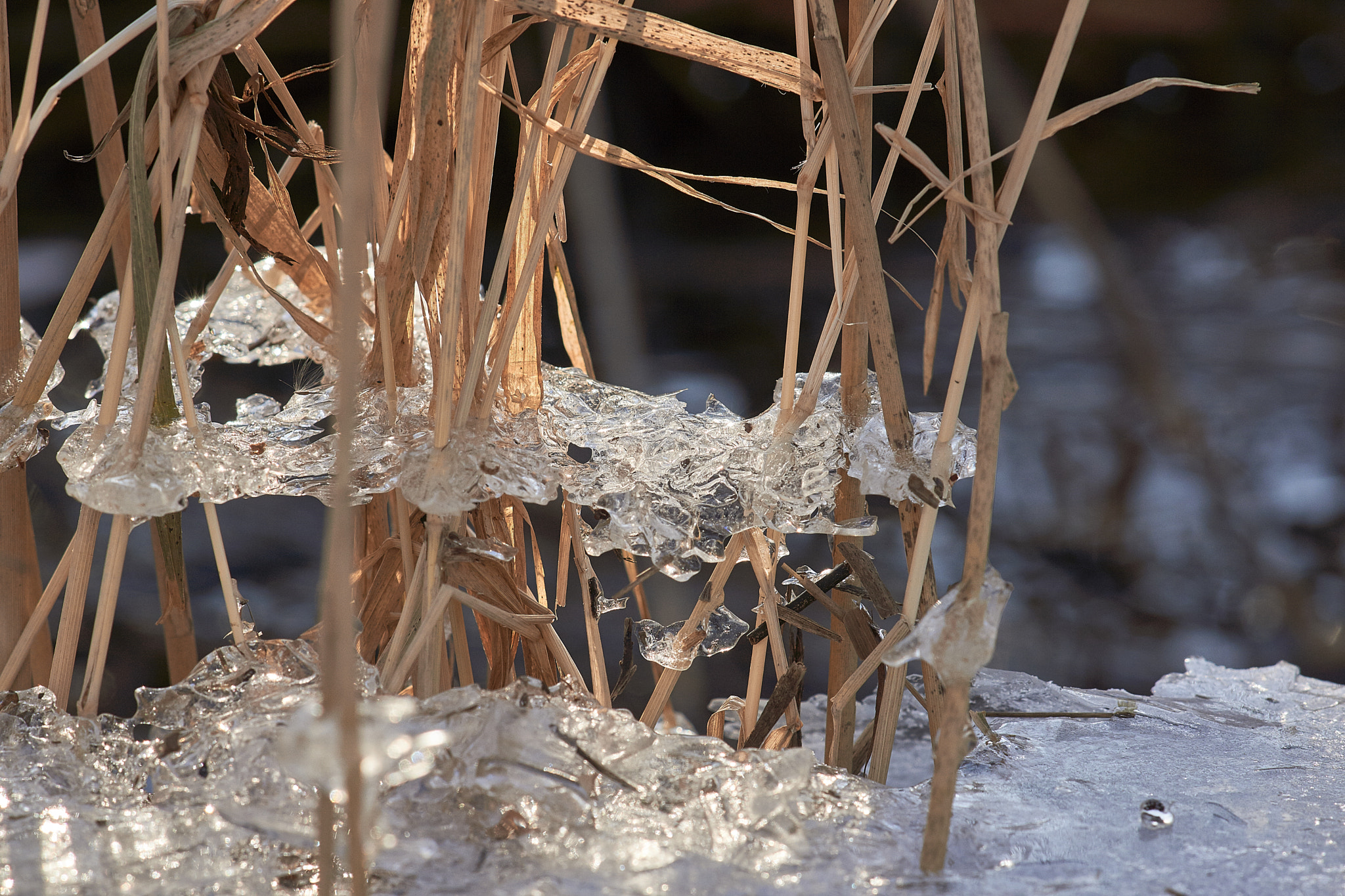 Sony Sonnar T* 135mm F1.8 ZA sample photo. Winter landscape photography