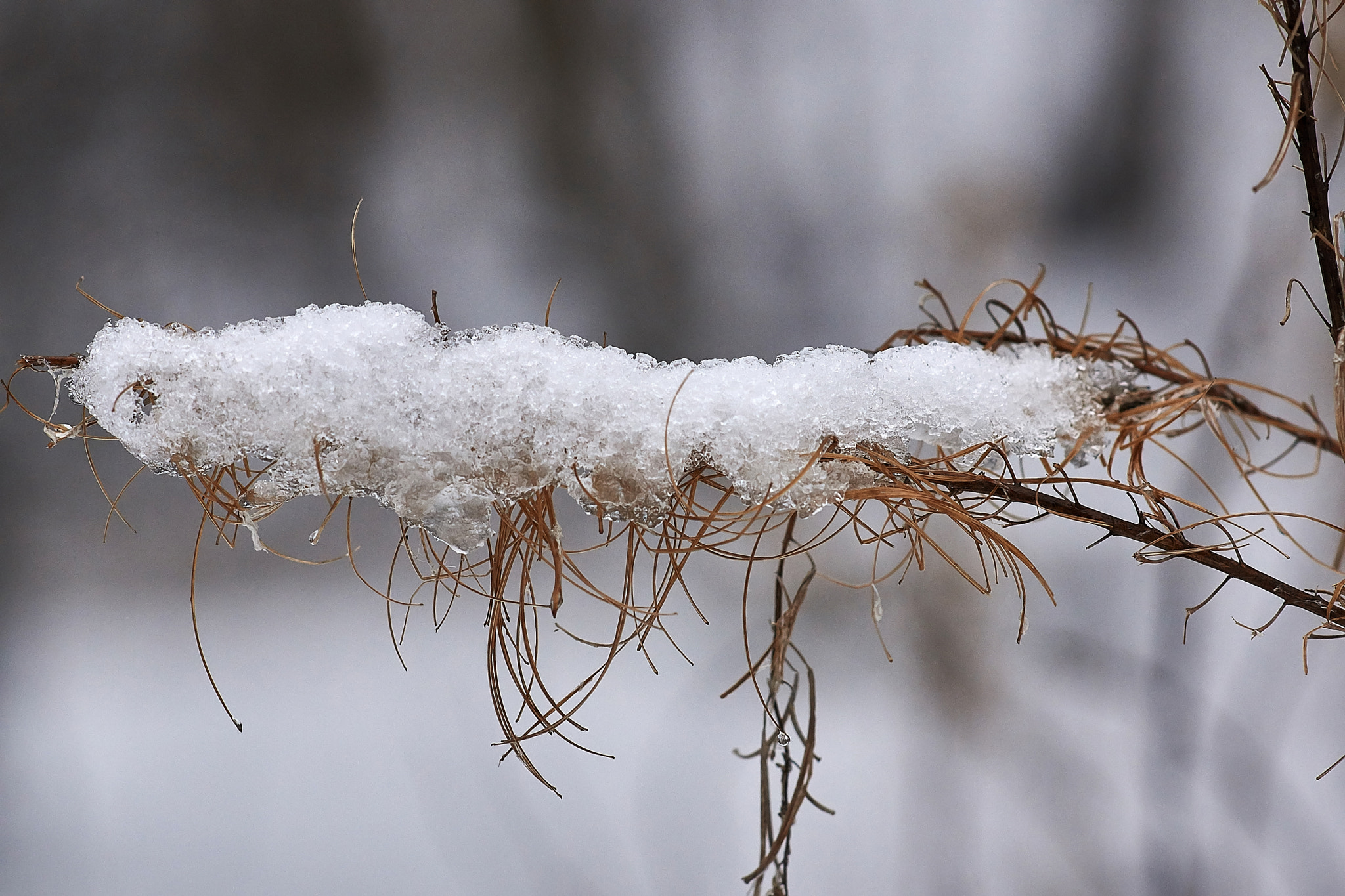 Sony Sonnar T* 135mm F1.8 ZA sample photo. Winter landscape photography