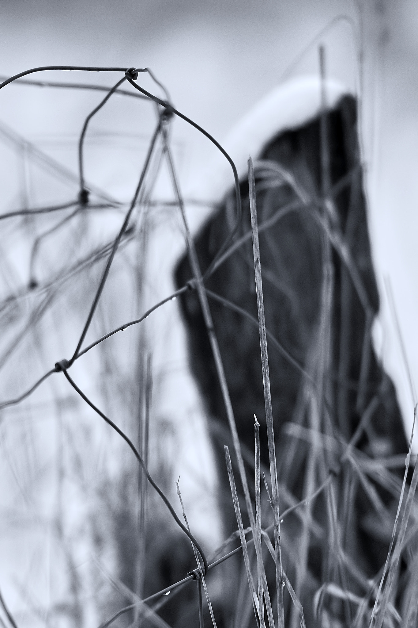 Sony Sonnar T* 135mm F1.8 ZA sample photo. Winter landscape photography