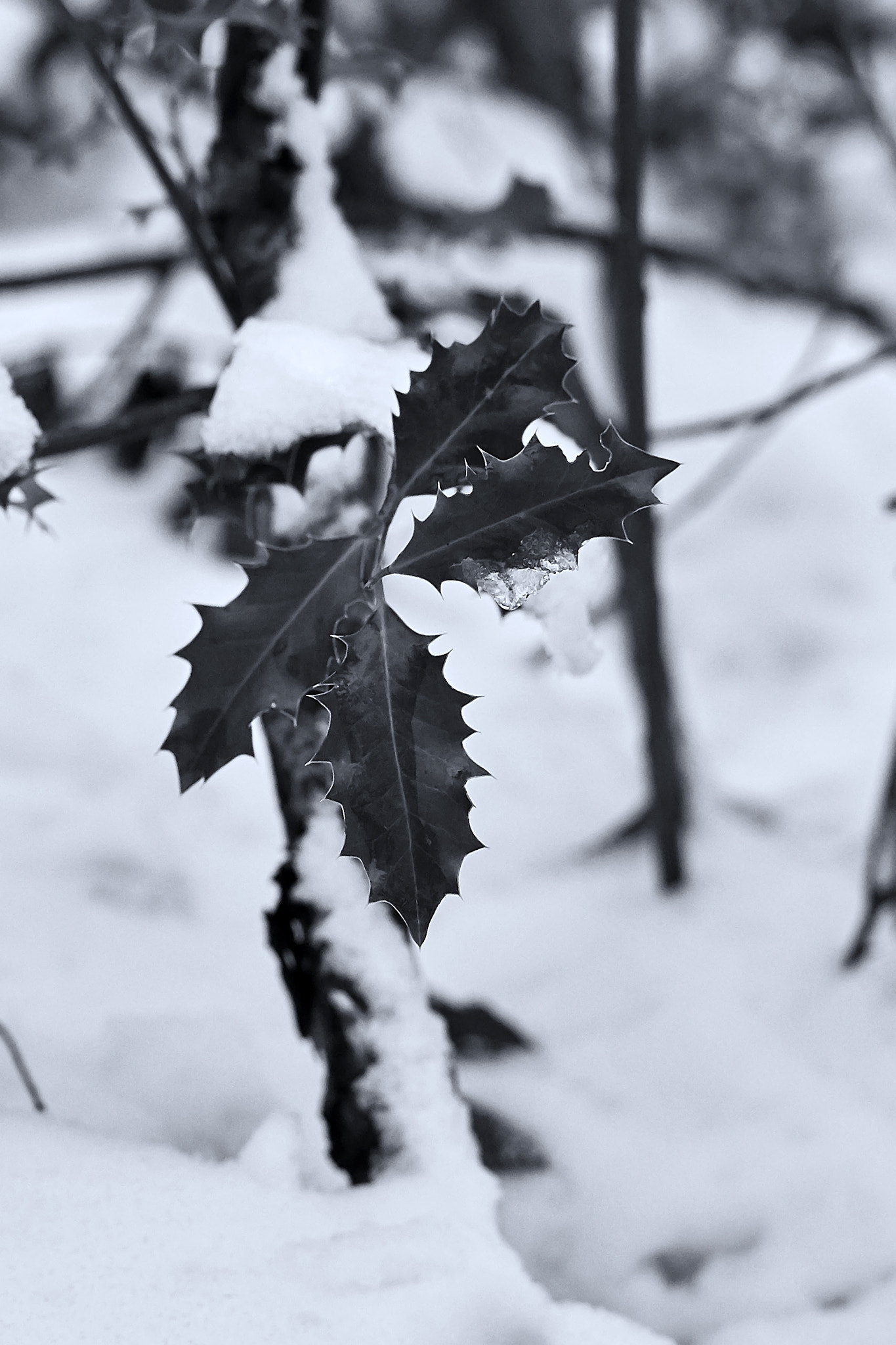 Sony Sonnar T* 135mm F1.8 ZA sample photo. Winter landscape photography