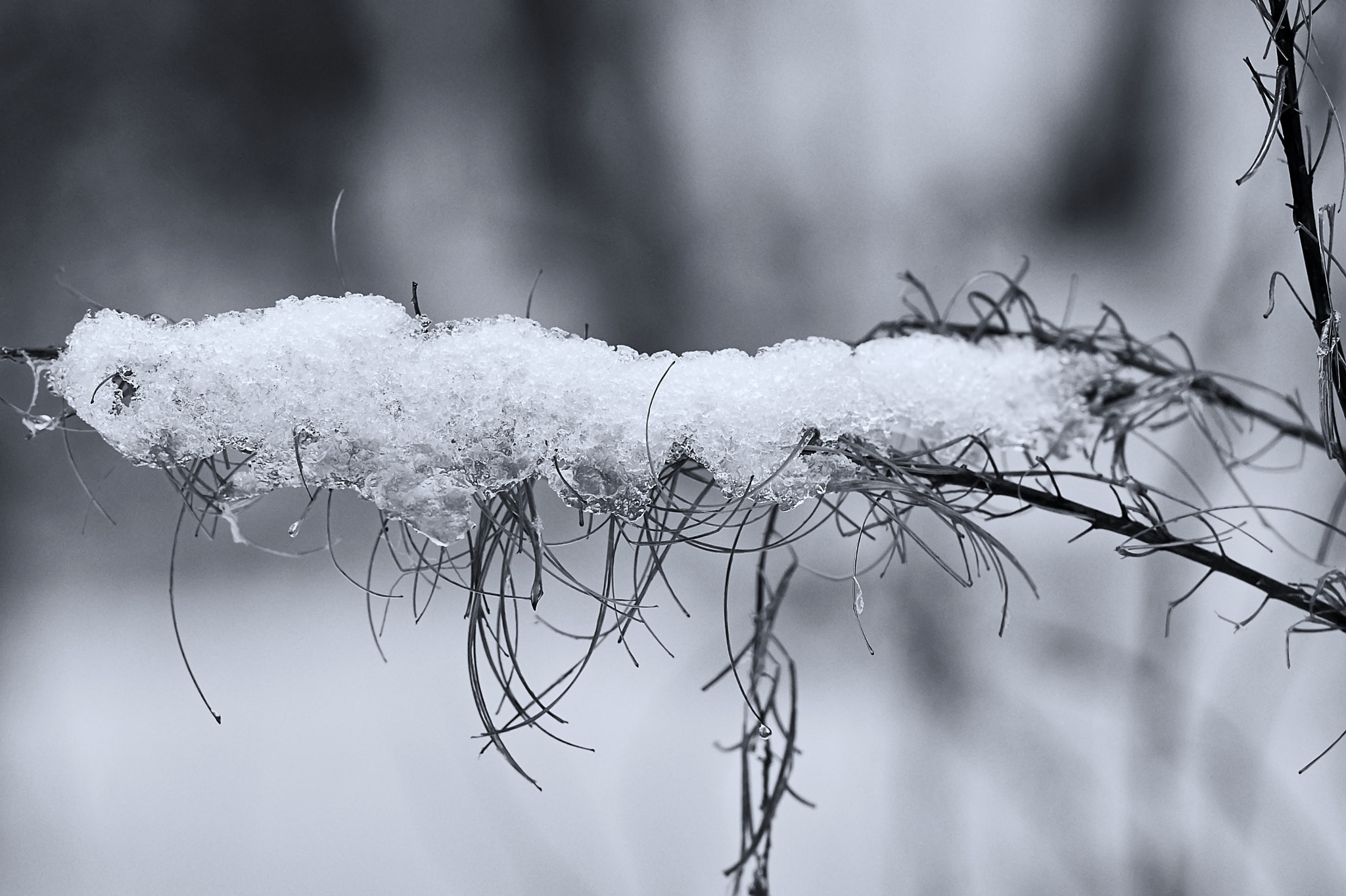 Sony Sonnar T* 135mm F1.8 ZA sample photo. Winter landscape photography
