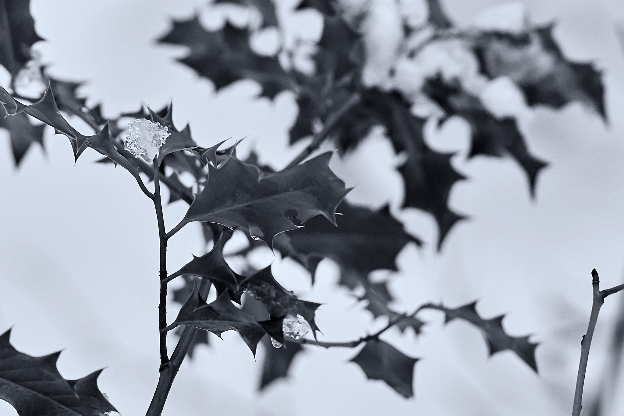 Sony Sonnar T* 135mm F1.8 ZA sample photo. Winter landscape photography