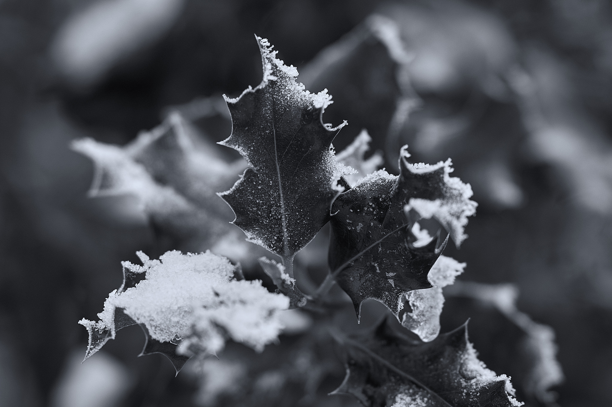 Sony Sonnar T* 135mm F1.8 ZA sample photo. Winter landscape photography