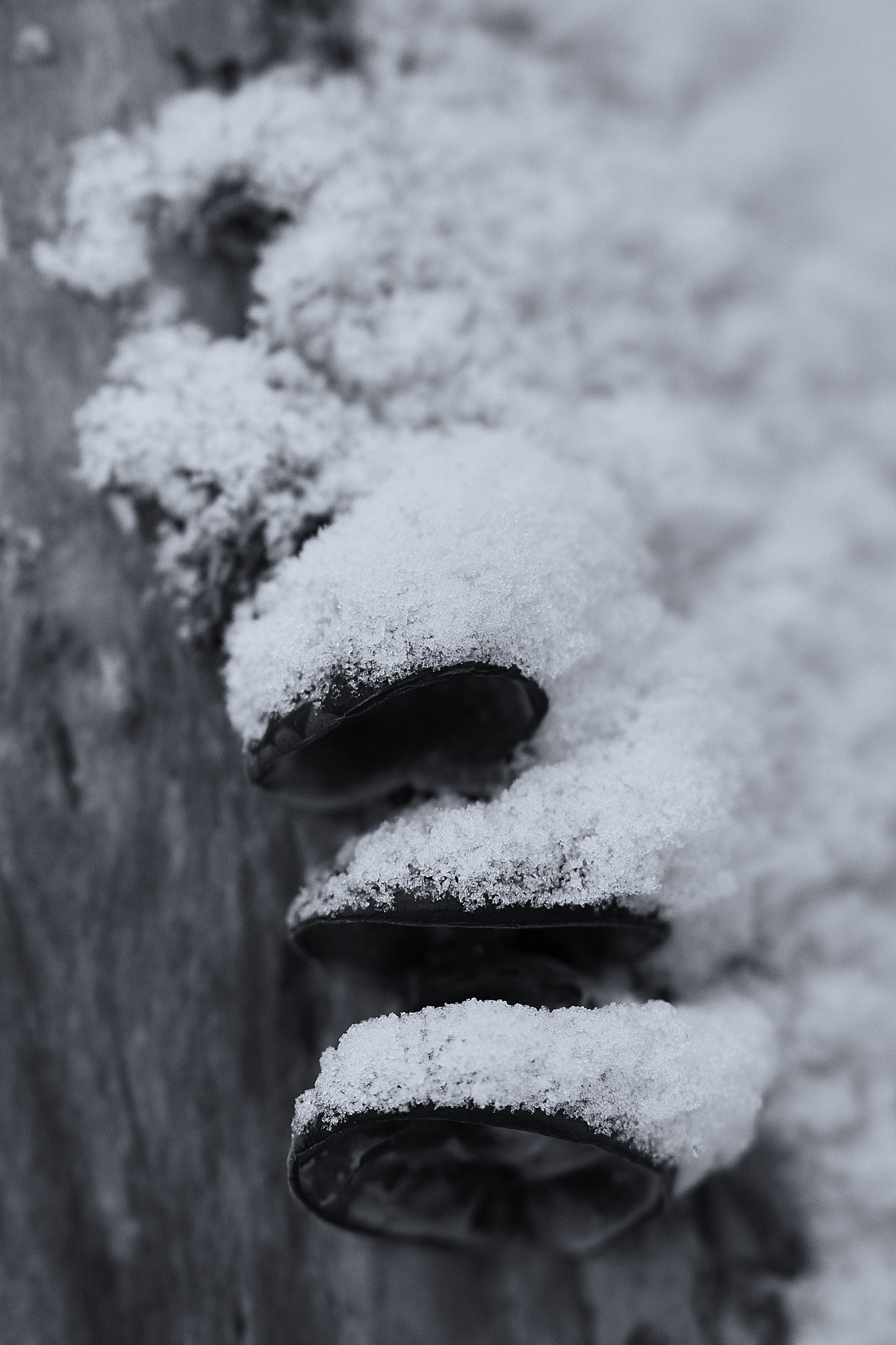 Sony Sonnar T* 135mm F1.8 ZA sample photo. Winter landscape photography