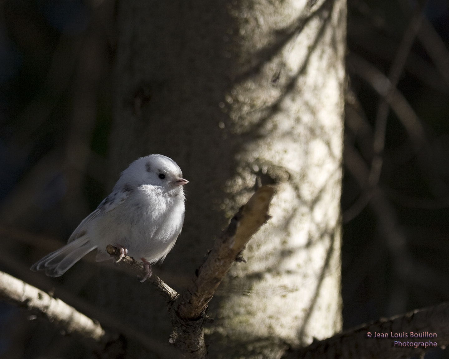 Canon EOS 30D + Canon EF 70-200mm F4L IS USM sample photo. Albinos chickadee photography