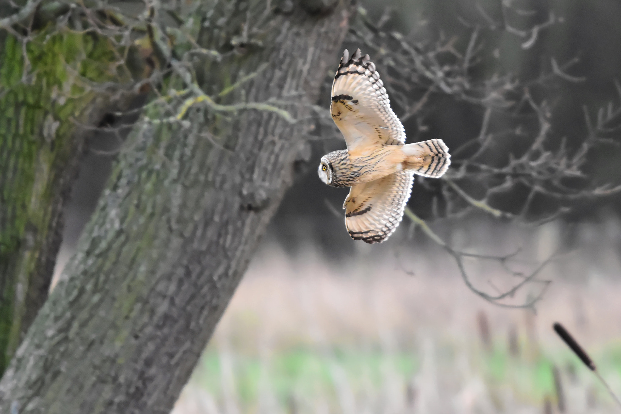 Sigma 500mm F4.5 EX DG HSM sample photo. On the wing photography