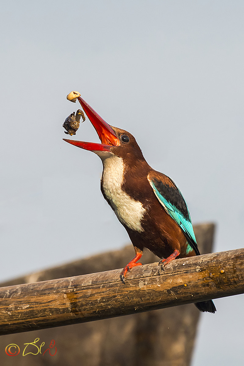 Nikon D800 + Sigma 500mm F4.5 EX DG HSM sample photo. White throated kingfisher photography