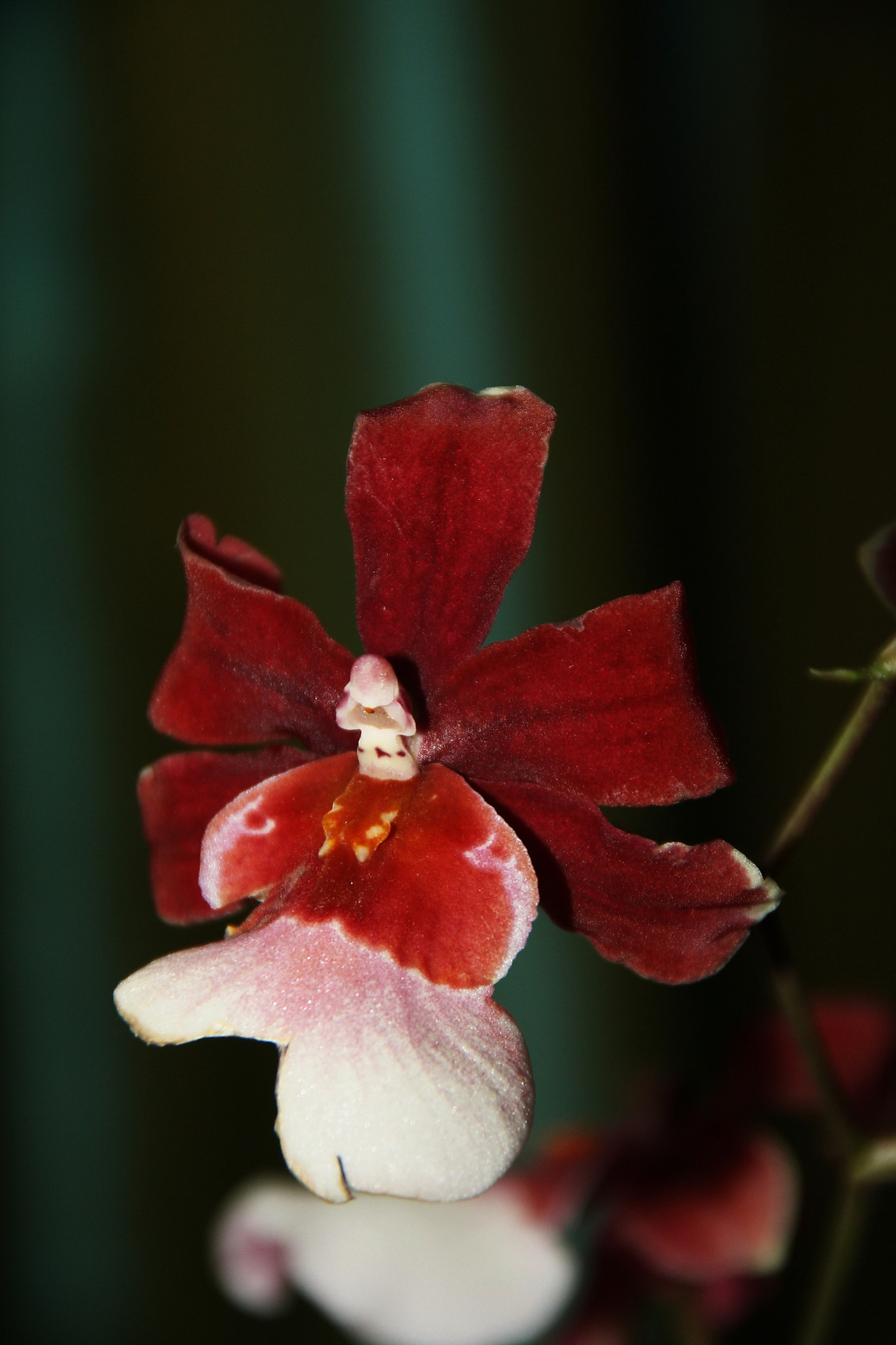 Sigma 18-125mm F3.8-5.6 DC OS HSM sample photo. Cambria orchid photography
