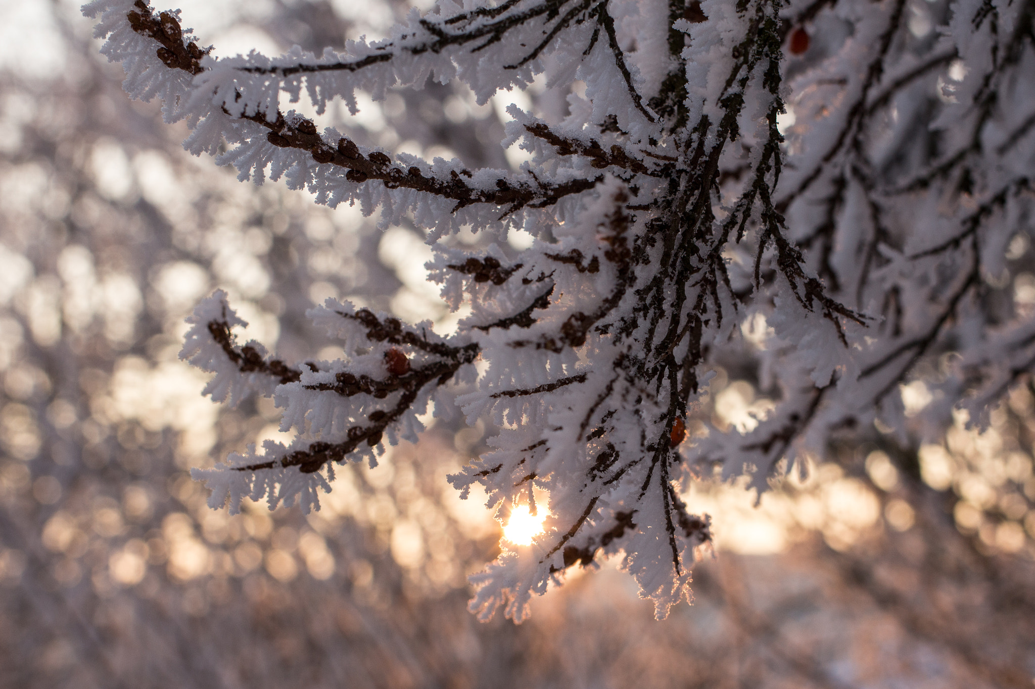 Canon EF 35mm F2 IS USM sample photo. Frosty winter wonderland 1 photography