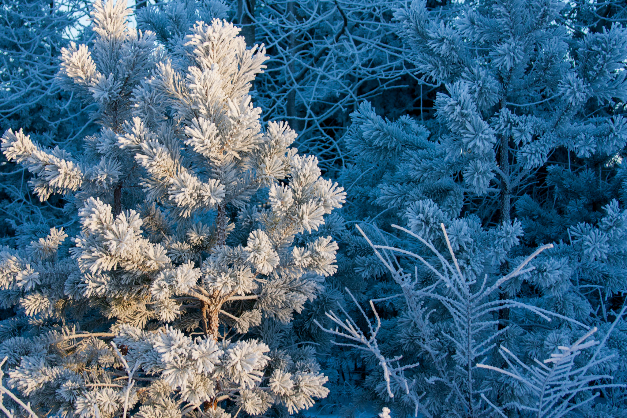 Canon EF 28-135mm F3.5-5.6 IS USM sample photo. Young pines photography
