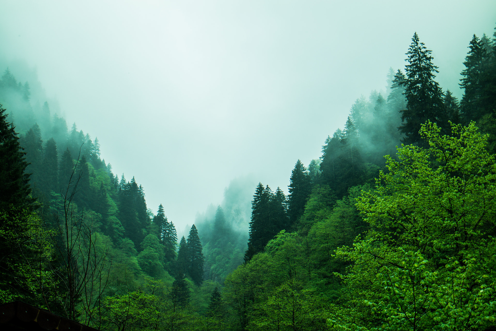 Samsung NX300 + Samsung NX 30mm F2 Pancake sample photo. Foggy forest photography