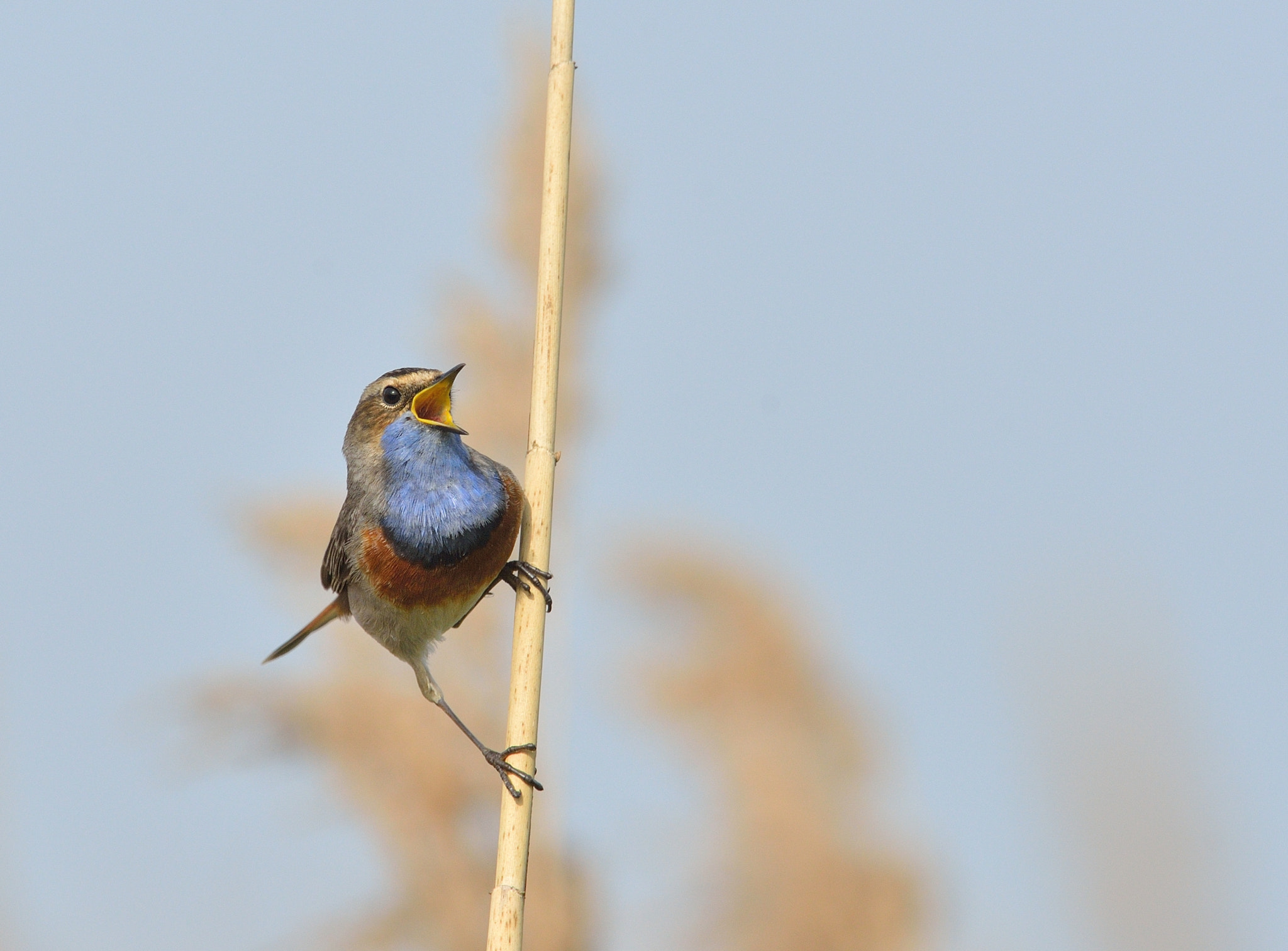 Nikon D600 + Nikon AF-S Nikkor 400mm F2.8D ED-IF II sample photo. Blauwborst photography