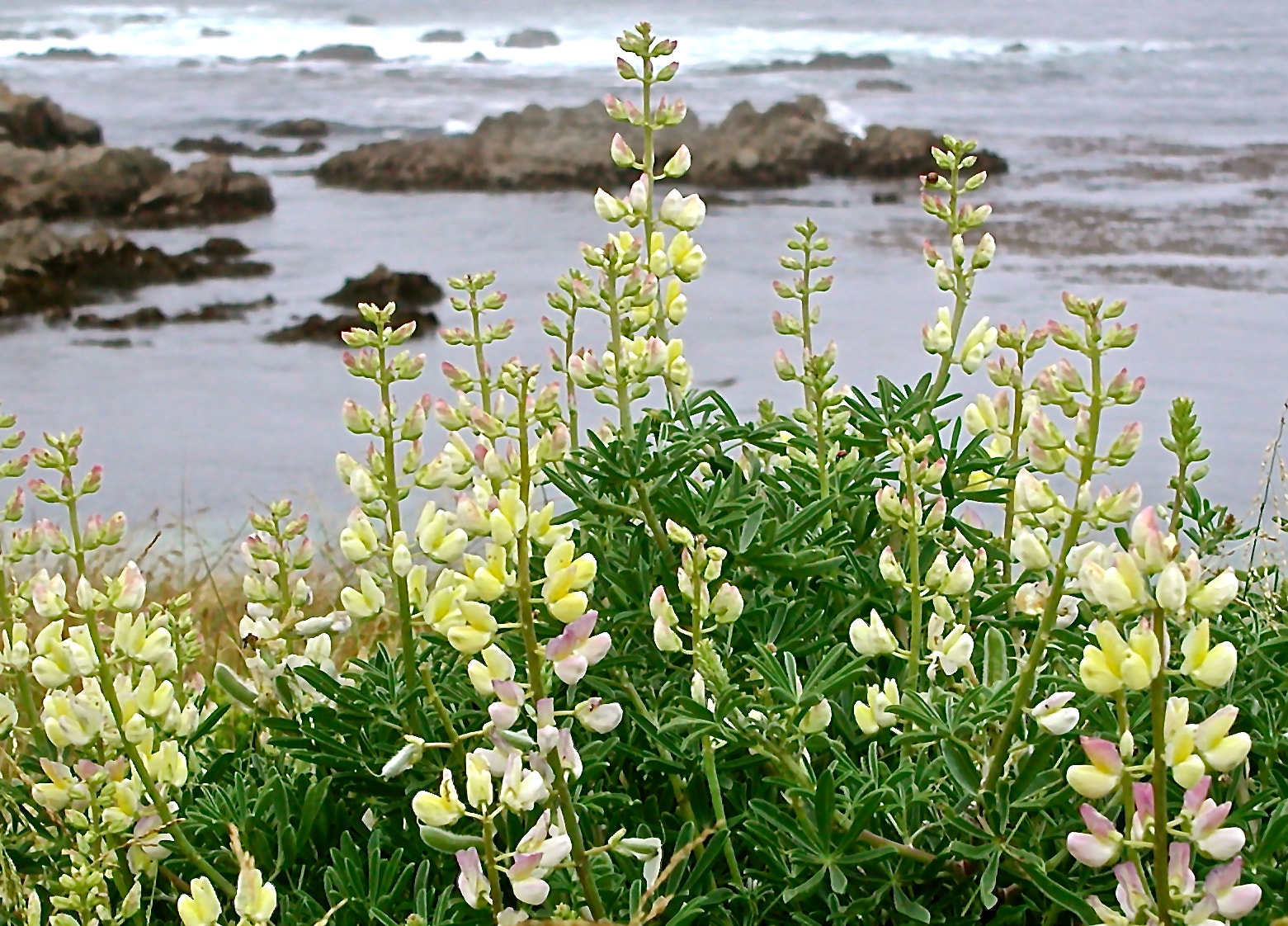 Olympus C3040Z sample photo. Coastal lupine photography