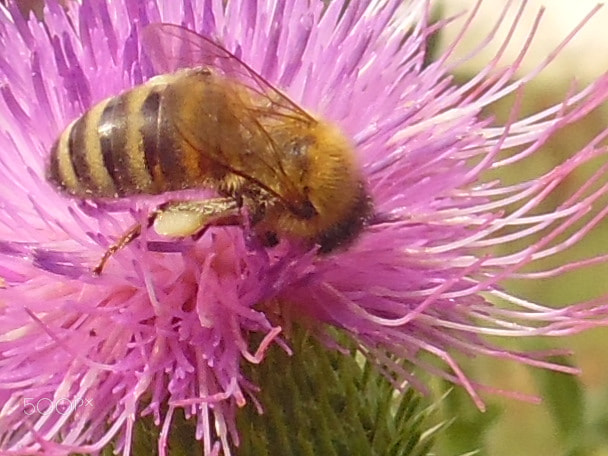 Samsung WB35F/WB36F/WB37F sample photo. Bee on a flower photography