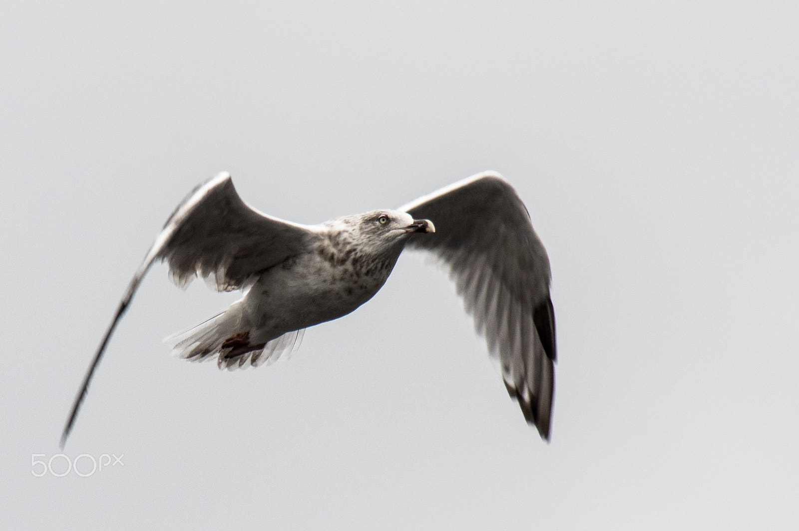 Pentax K-3 sample photo