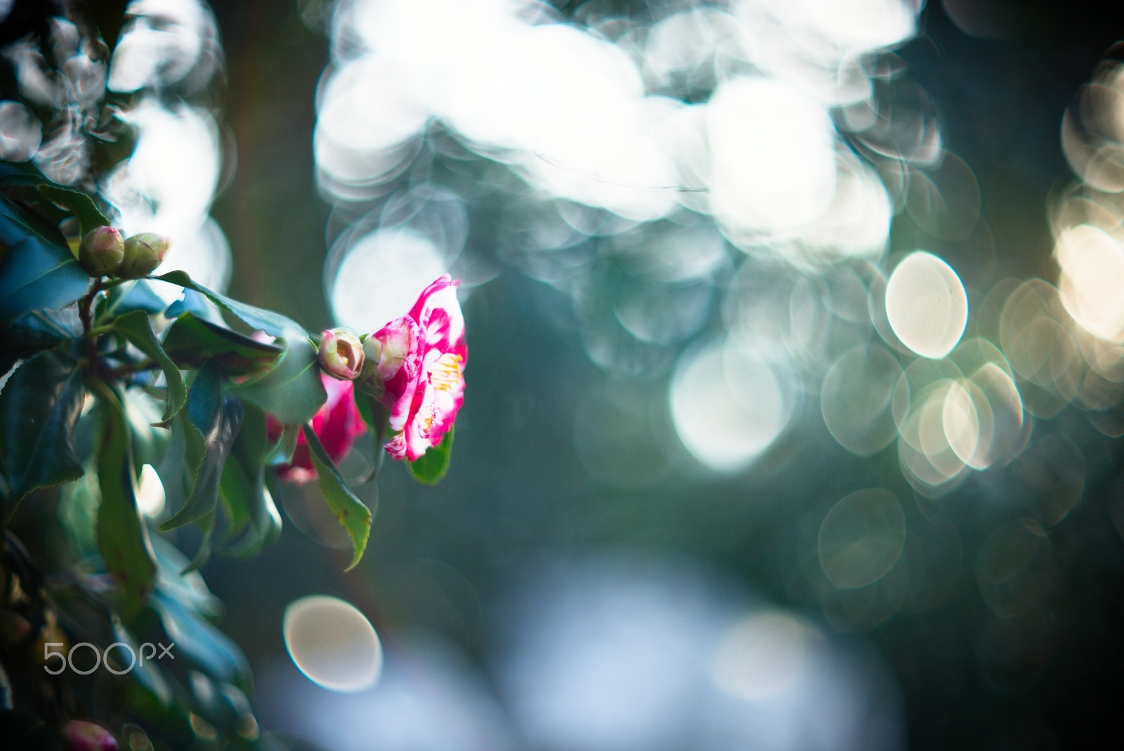 Noctilux-M 1:1/50 sample photo. One alone camellia photography