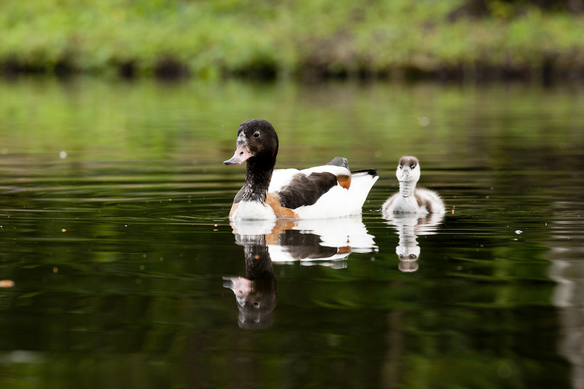 Sony Alpha DSLR-A700 + Tamron SP 70-200mm F2.8 Di VC USD sample photo. Shelduck photography