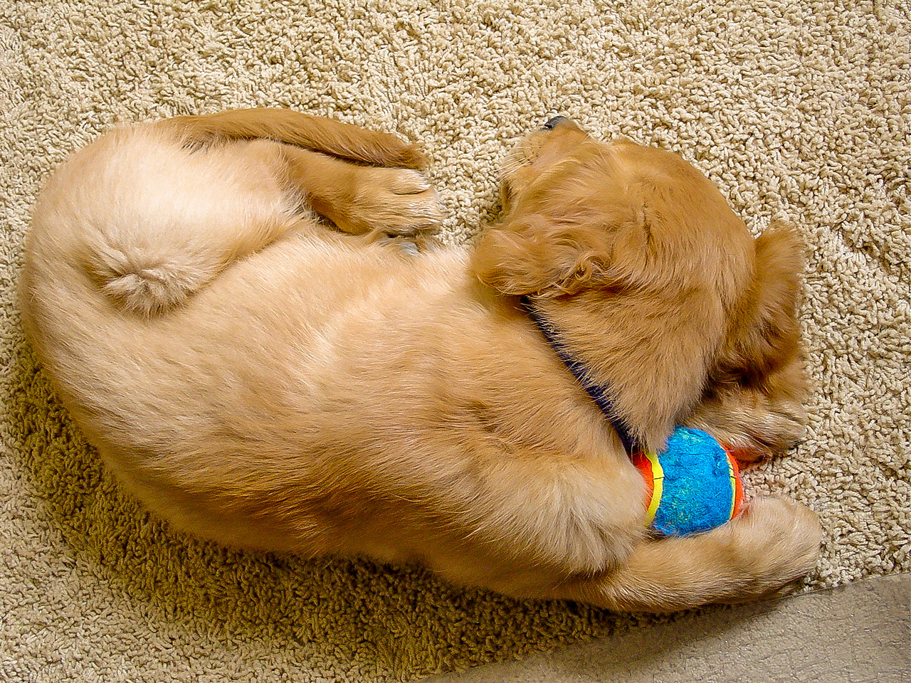 Sony DSC-V1 sample photo. Little golden retriever sleeps with his ball photography