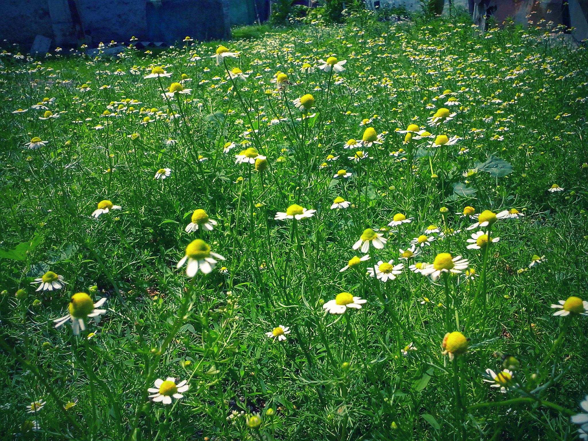LG OPTIMUS L5 II sample photo. ~ photography