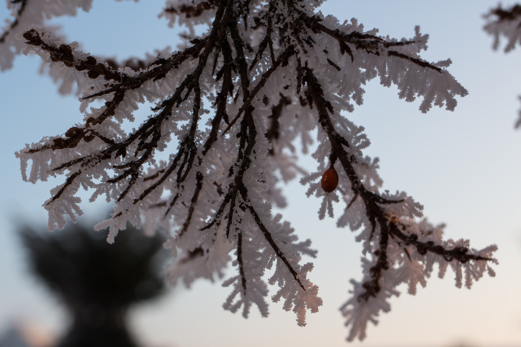 Canon EF 35mm F2 IS USM sample photo. Frosty winter wonderland 2 photography