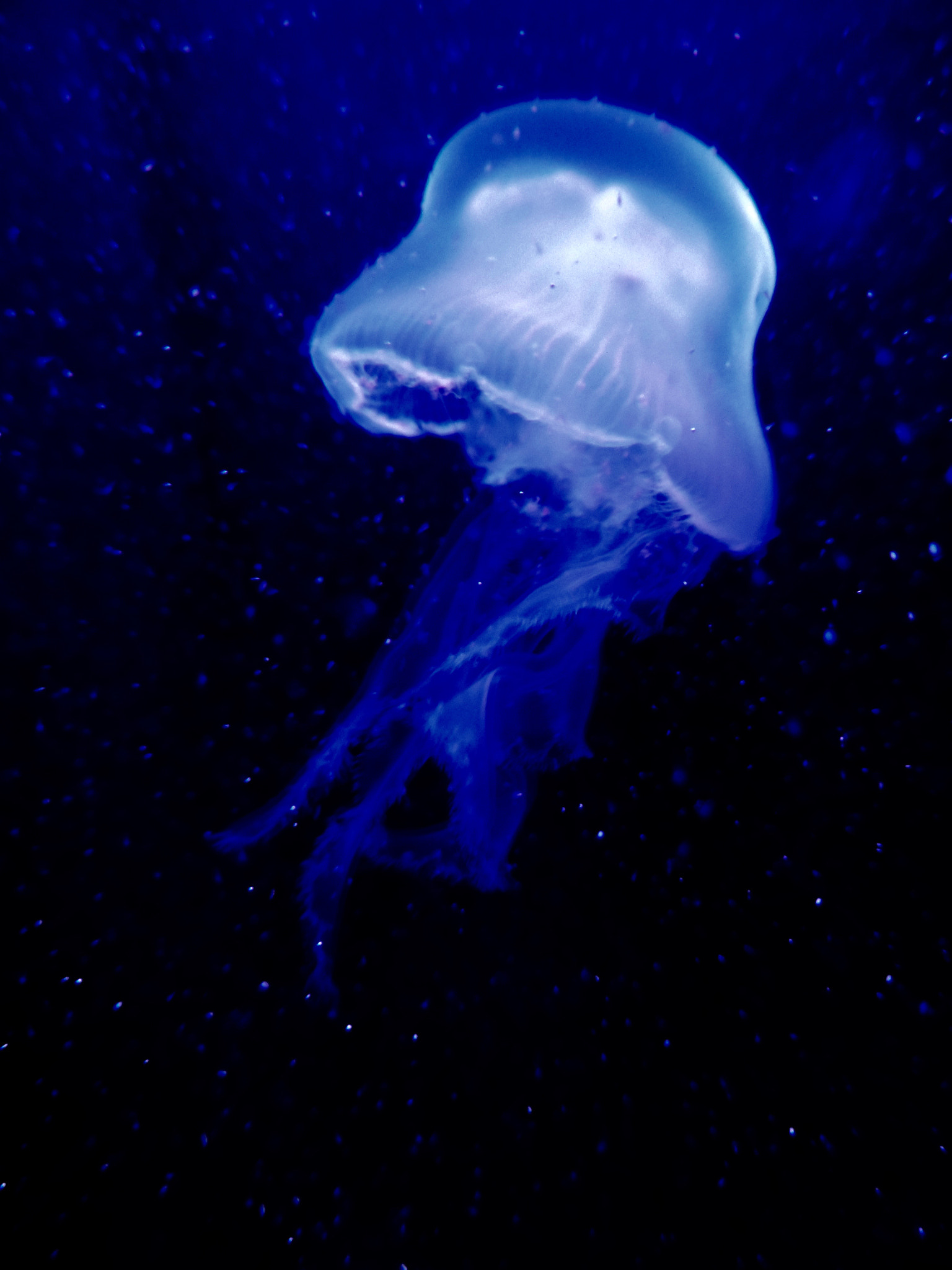 Panasonic DMC-SZ8 sample photo. Jelly fish photography