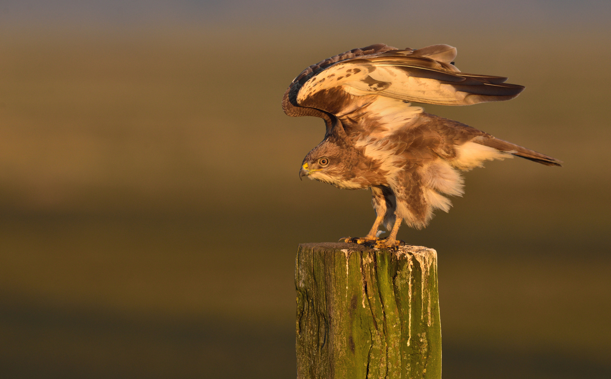 Nikon AF-S Nikkor 400mm F2.8D ED-IF II sample photo. Buizerd photography
