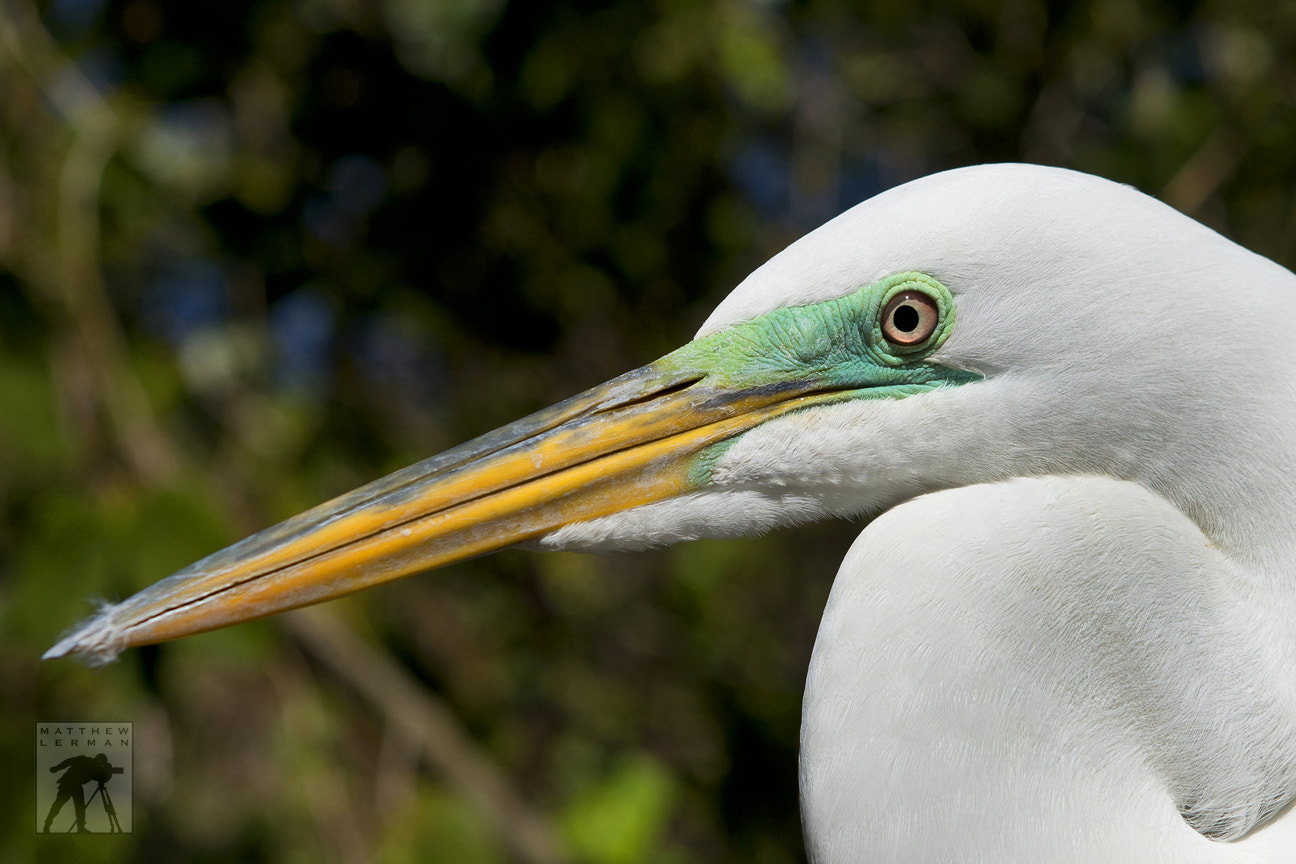 Great Egret