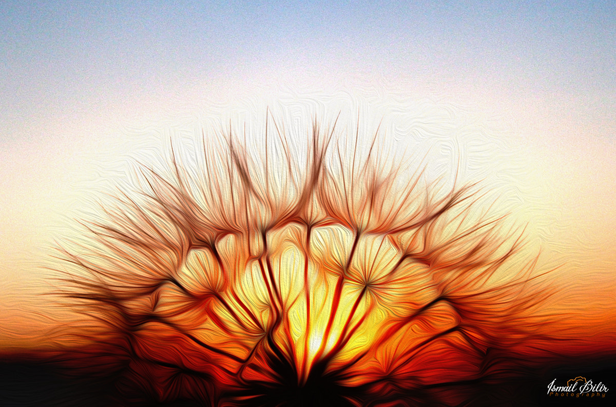 Fujifilm FinePix Z35 sample photo. Dandelion sunset photography