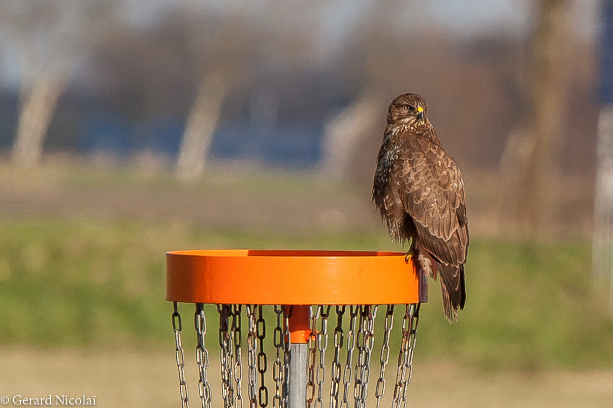 Canon EF 300mm F2.8L IS USM sample photo. Common buzzard on the look out photography