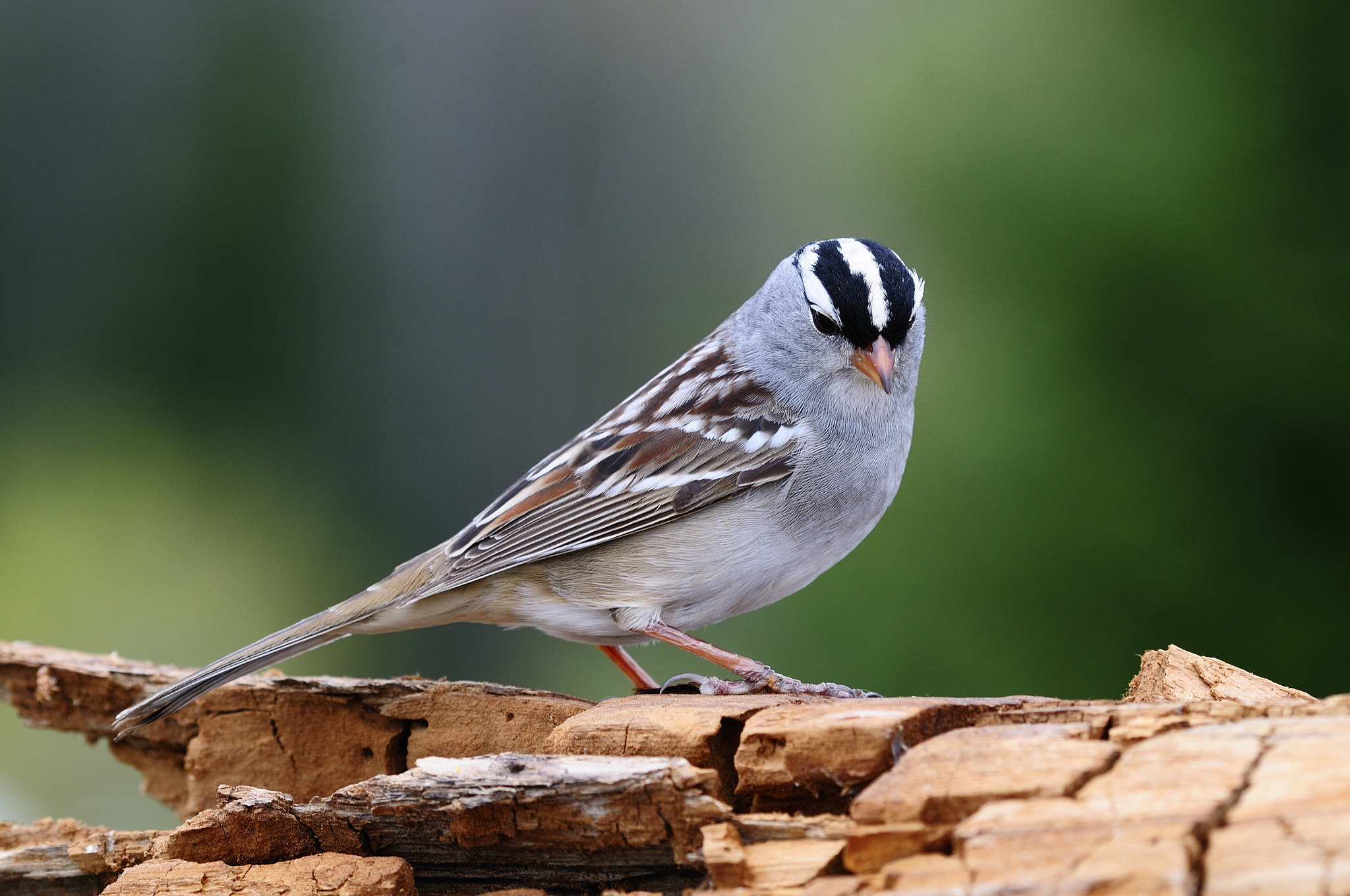Nikon D300S + Nikon AF Micro-Nikkor 200mm F4D ED-IF sample photo. Bruant à couronne blanche, white-crowned sparrow. photography