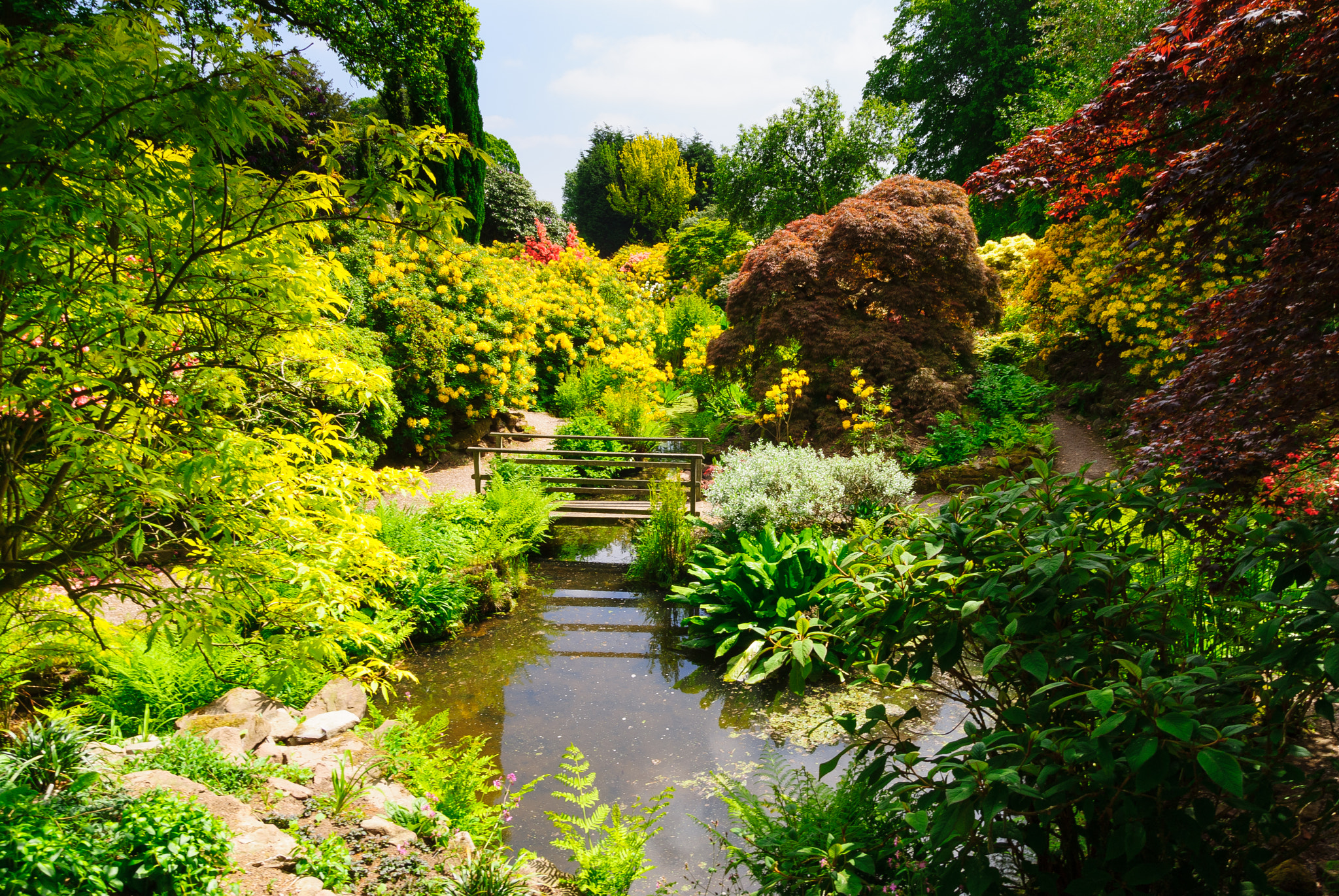 Sony Alpha DSLR-A300 sample photo. The colours of arley photography