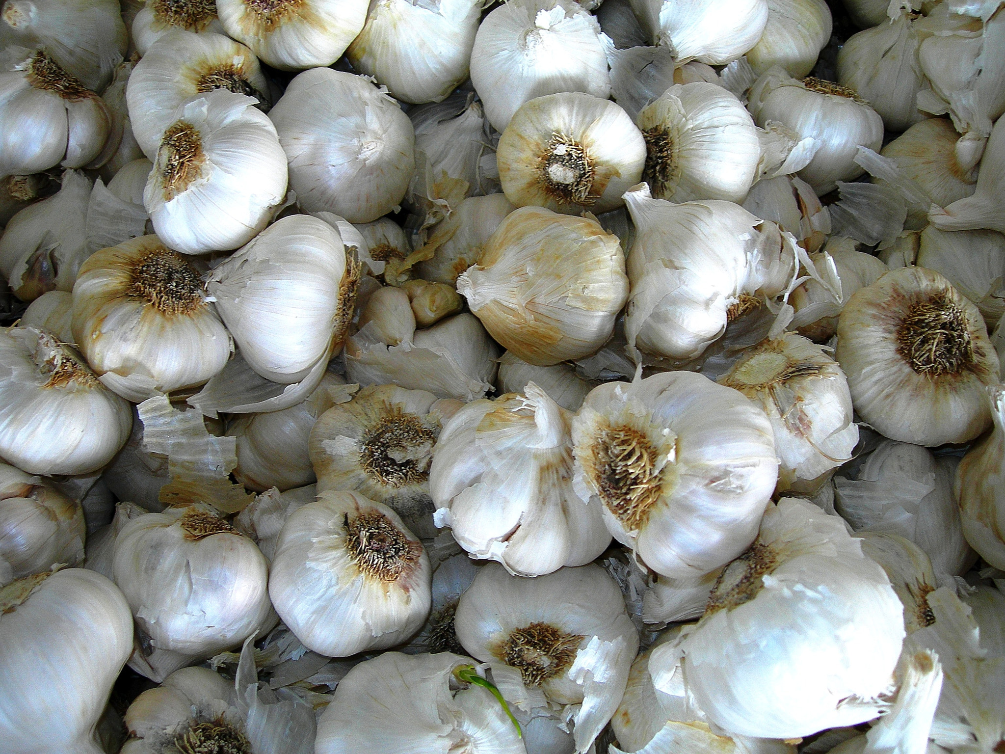Nikon E7600 sample photo. Garlic bin, gilroy, ca 2006 photography