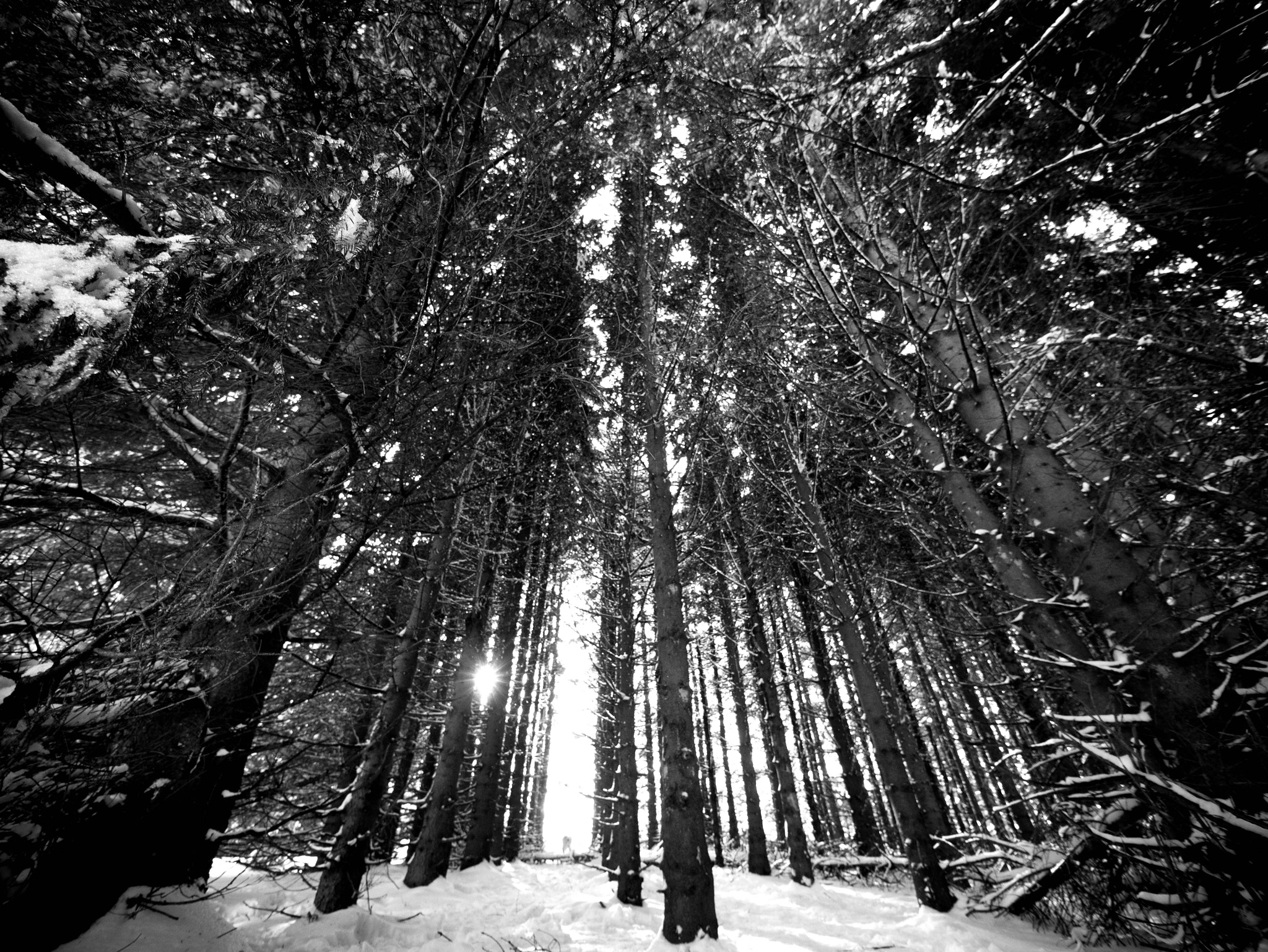 Panasonic Lumix DMC-G7 + Panasonic Lumix G Vario 7-14mm F4 ASPH sample photo. A la neige ... photography