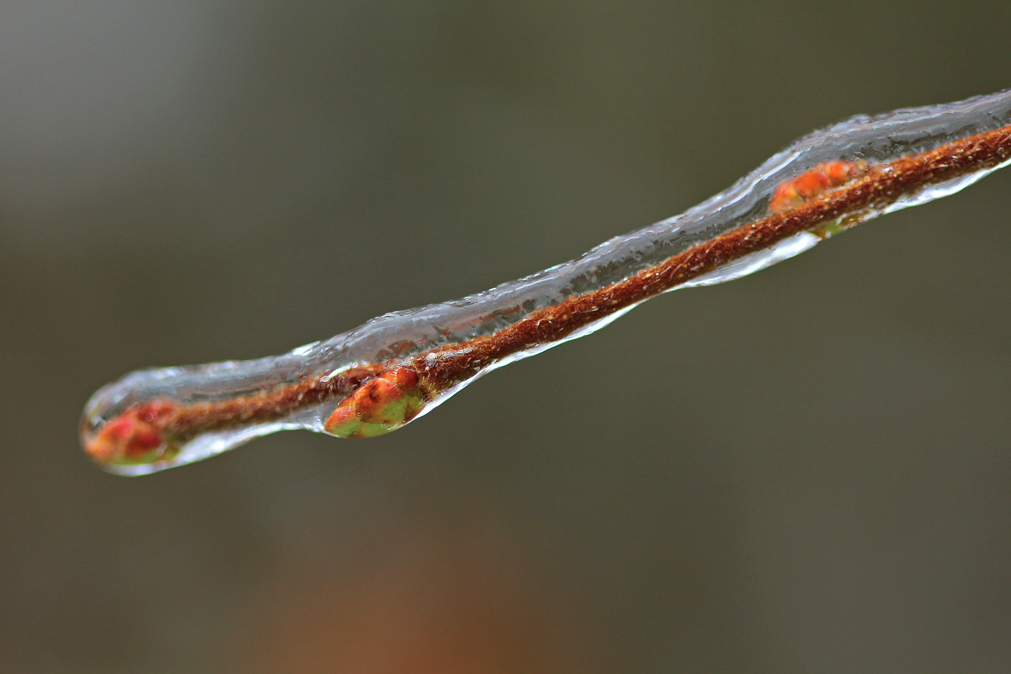 Canon EF 100mm F2.8 Macro USM sample photo. Freezing rian photography