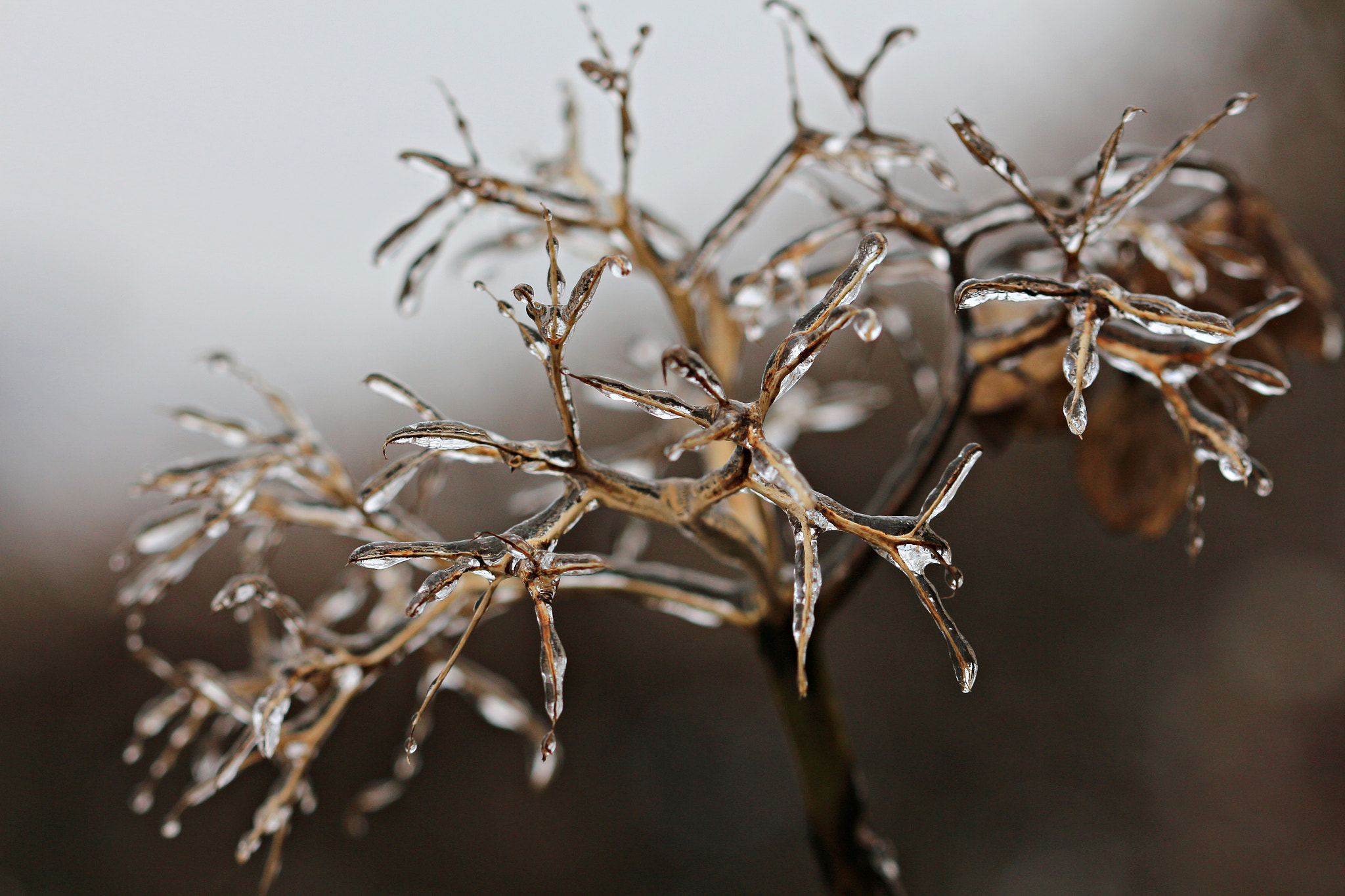 Canon EF 100mm F2.8 Macro USM sample photo. Freezing rian photography