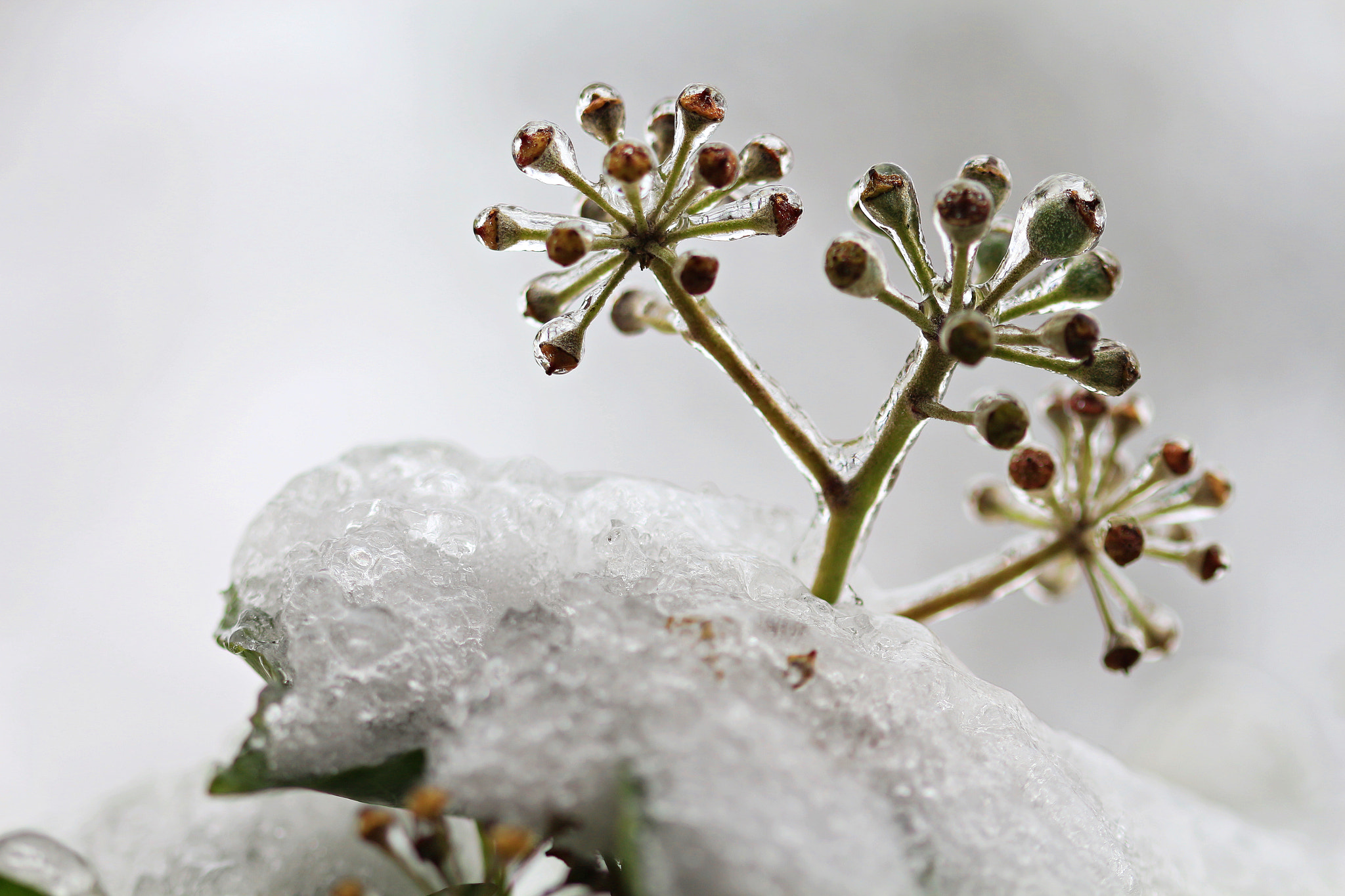 Canon EF 100mm F2.8 Macro USM sample photo. Freezing rian photography