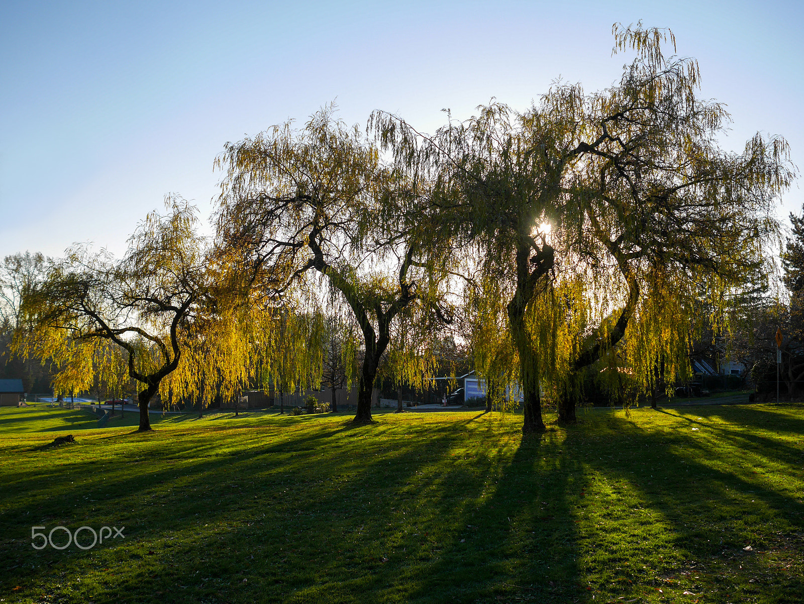 Panasonic Lumix DMC-GF7 + Olympus M.Zuiko Digital 17mm F1.8 sample photo. Willows at sunset photography