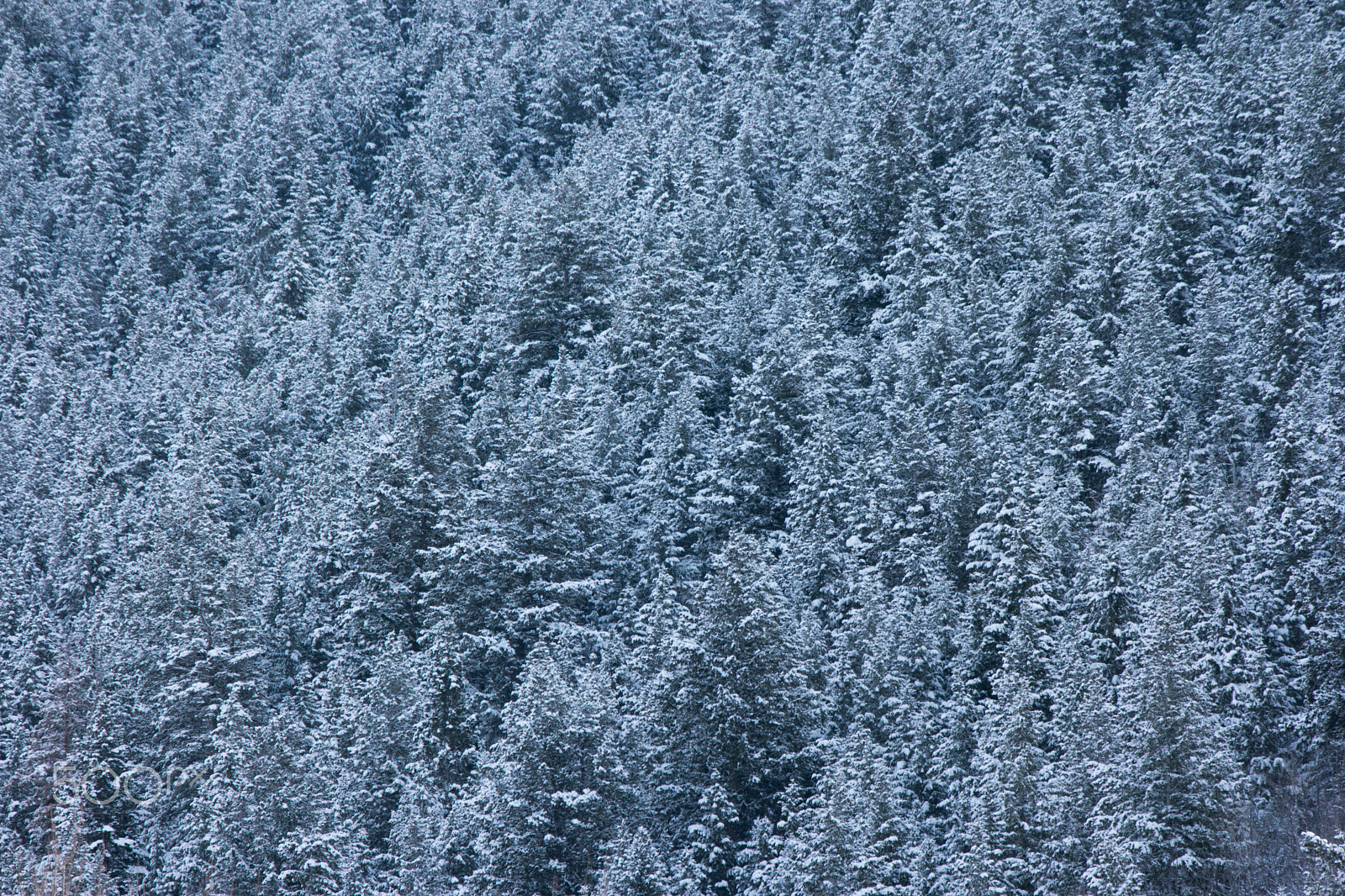 Samsung NX1 + Samsung NX 50-200mm F4-5.6 ED OIS sample photo. Snowy pines photography