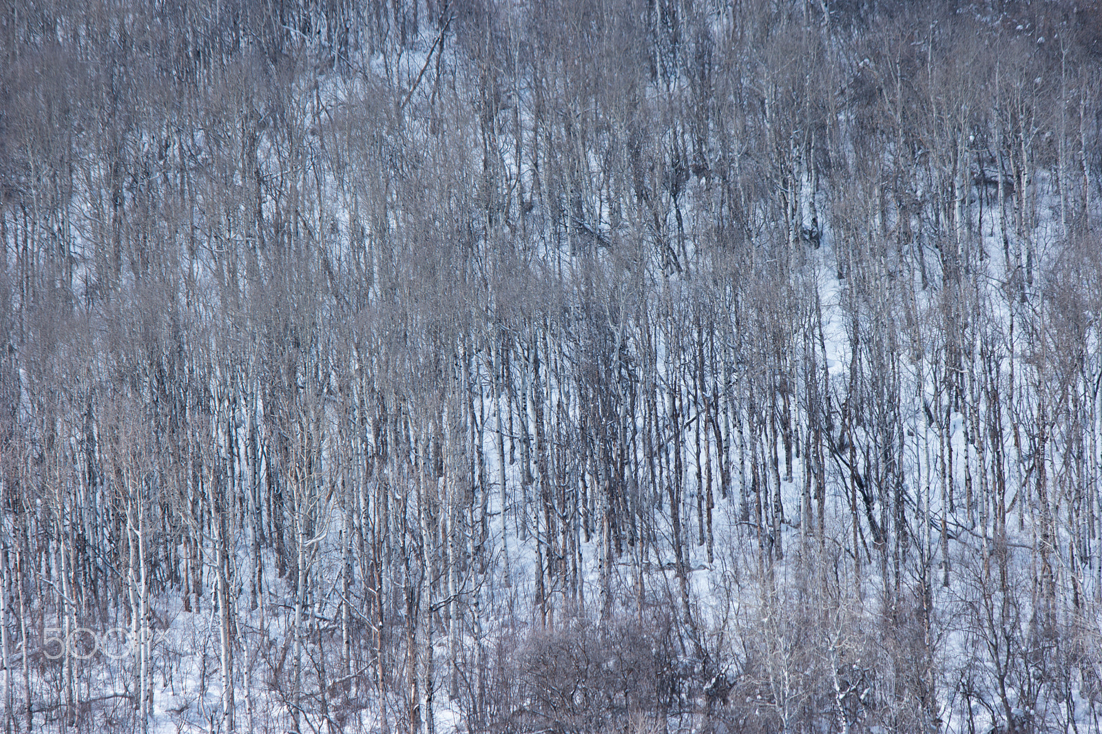 Samsung NX1 + Samsung NX 50-200mm F4-5.6 ED OIS sample photo. Naked trees photography