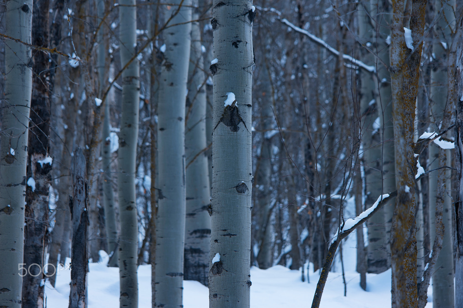 Samsung NX1 + Samsung NX 50-200mm F4-5.6 ED OIS sample photo. Aspens photography