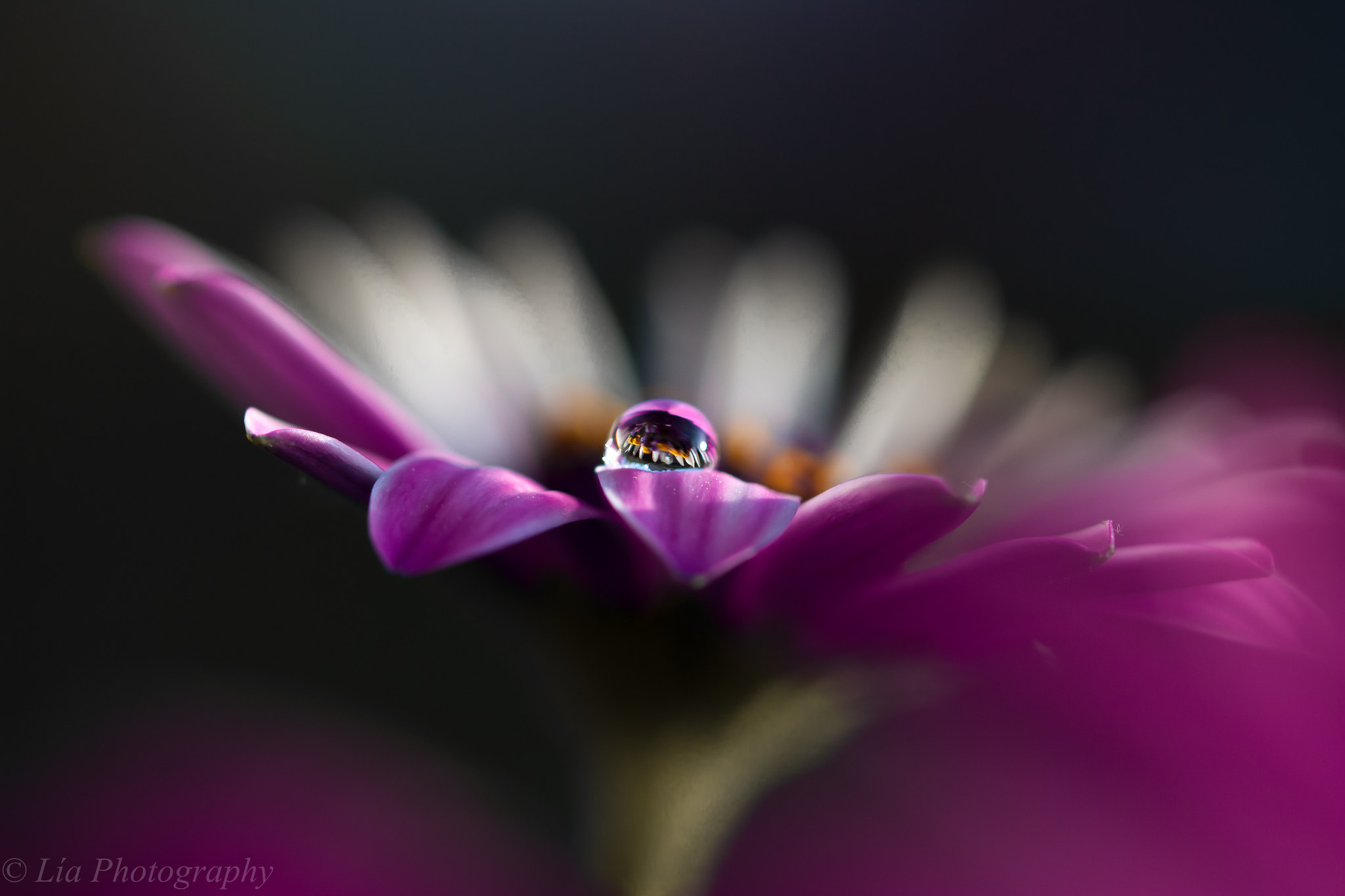 Canon EF-S 60mm F2.8 Macro USM sample photo. Reflet! photography