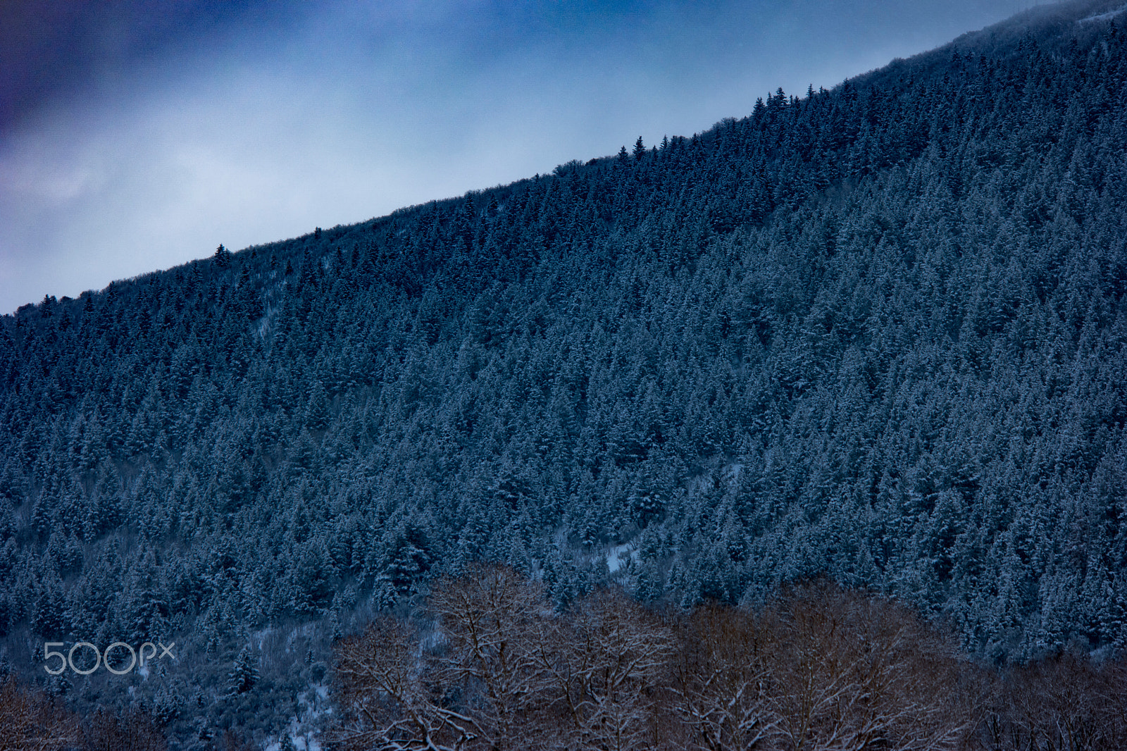 Samsung NX 50-200mm F4-5.6 ED OIS sample photo. Nice trees of utah photography