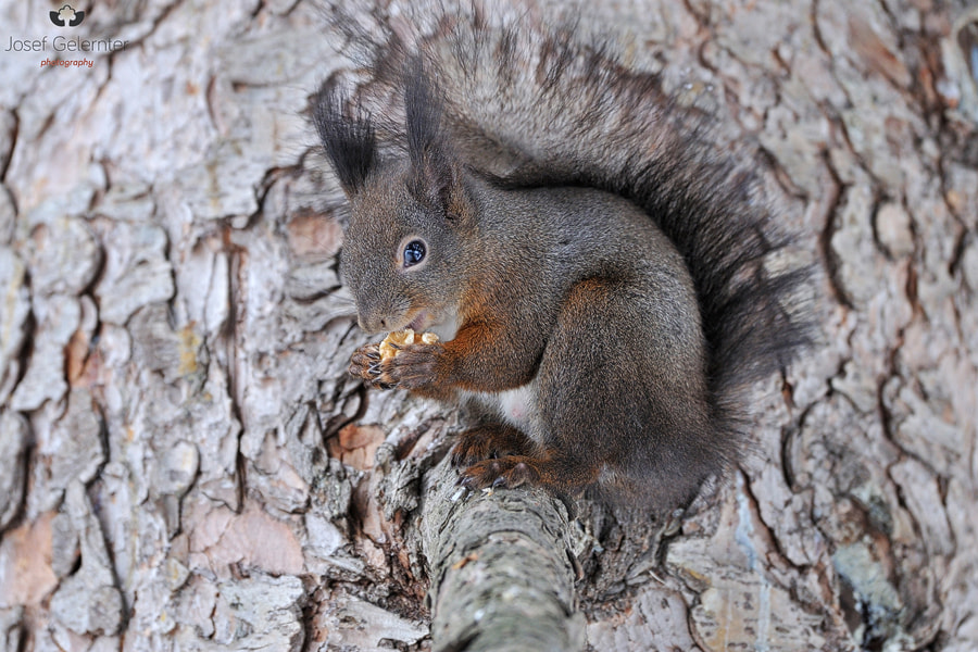 Nikon D3S sample photo. Walnut squirrel photography