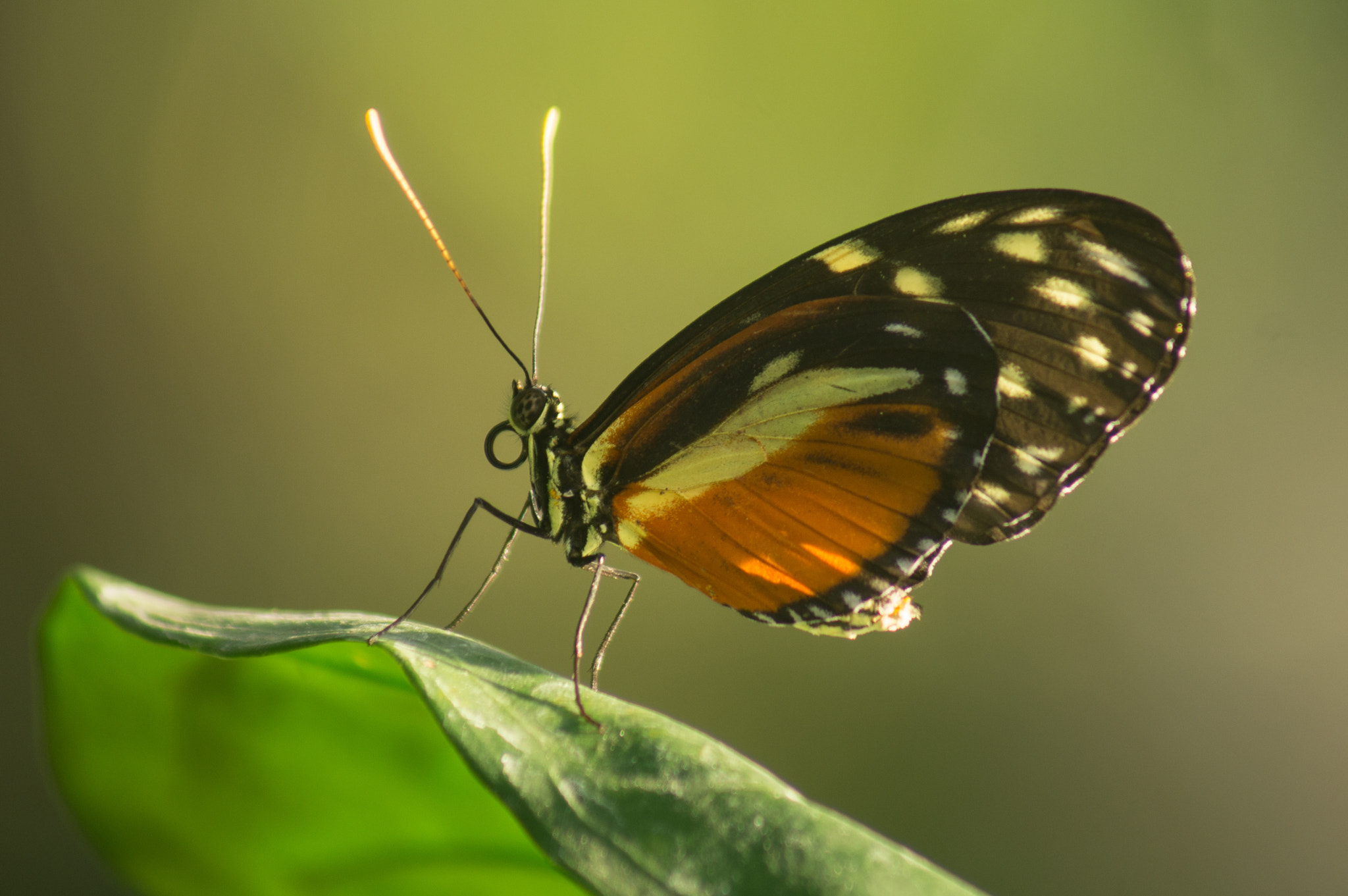 Sony 75-300mm F4.5-5.6 sample photo. Tiger longwing photography