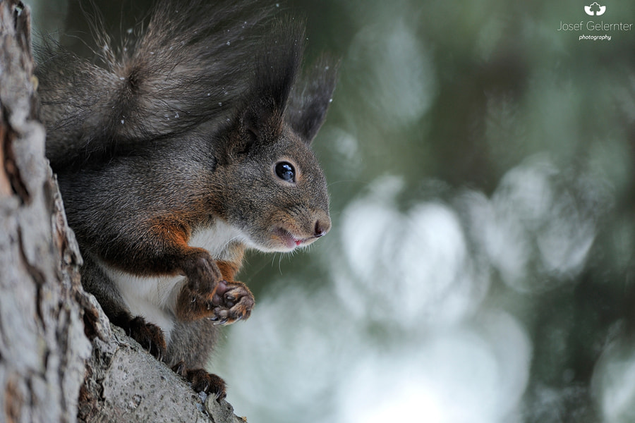 Nikon D3S sample photo. Squirrel anticipation photography