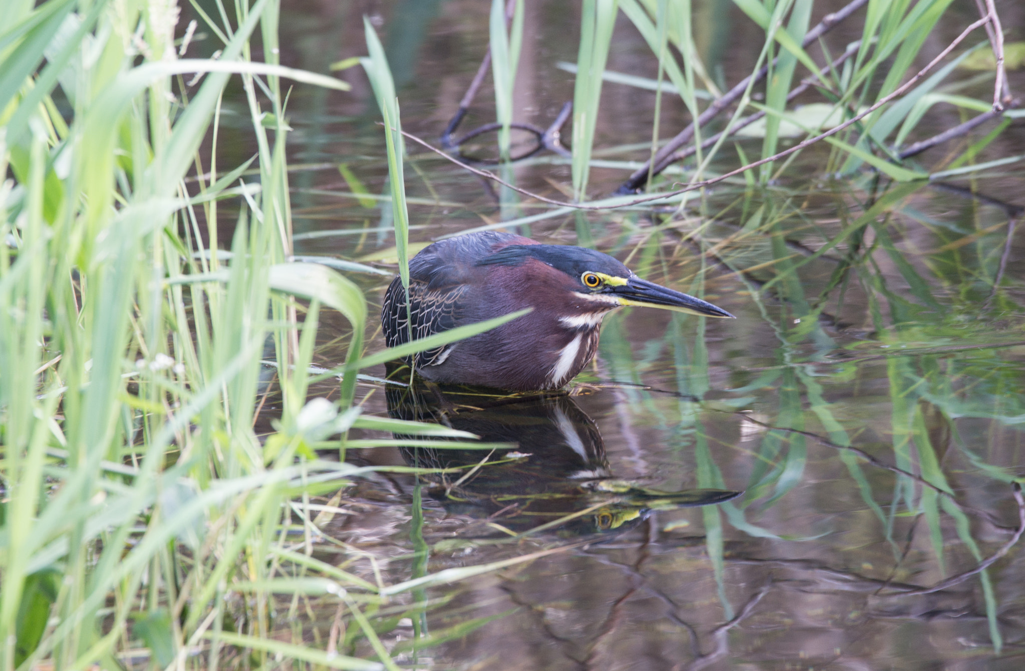 Sigma 120-400mm F4.5-5.6 DG OS HSM sample photo. Fisherman photography